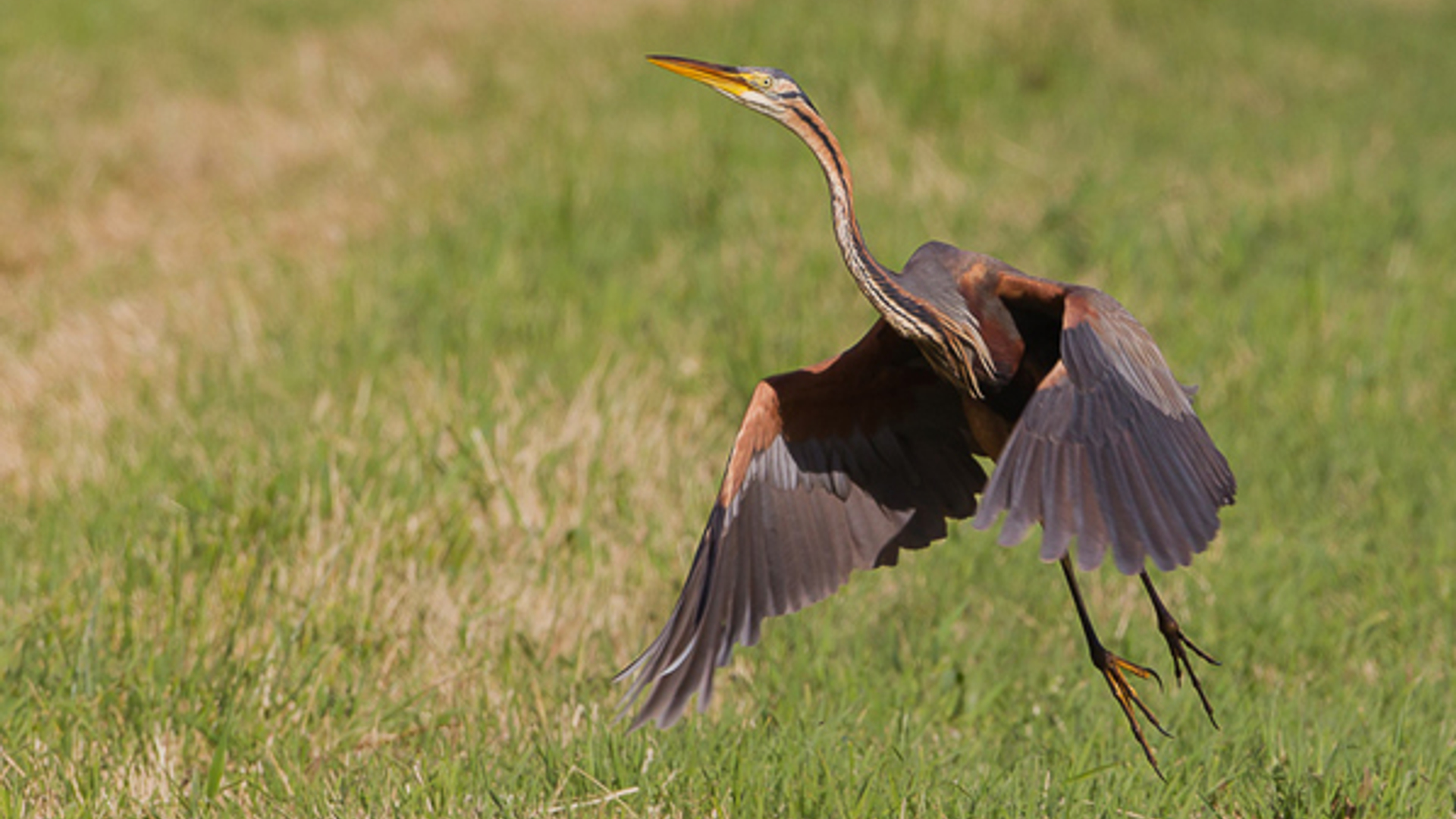 purperreiger_MartendeVries