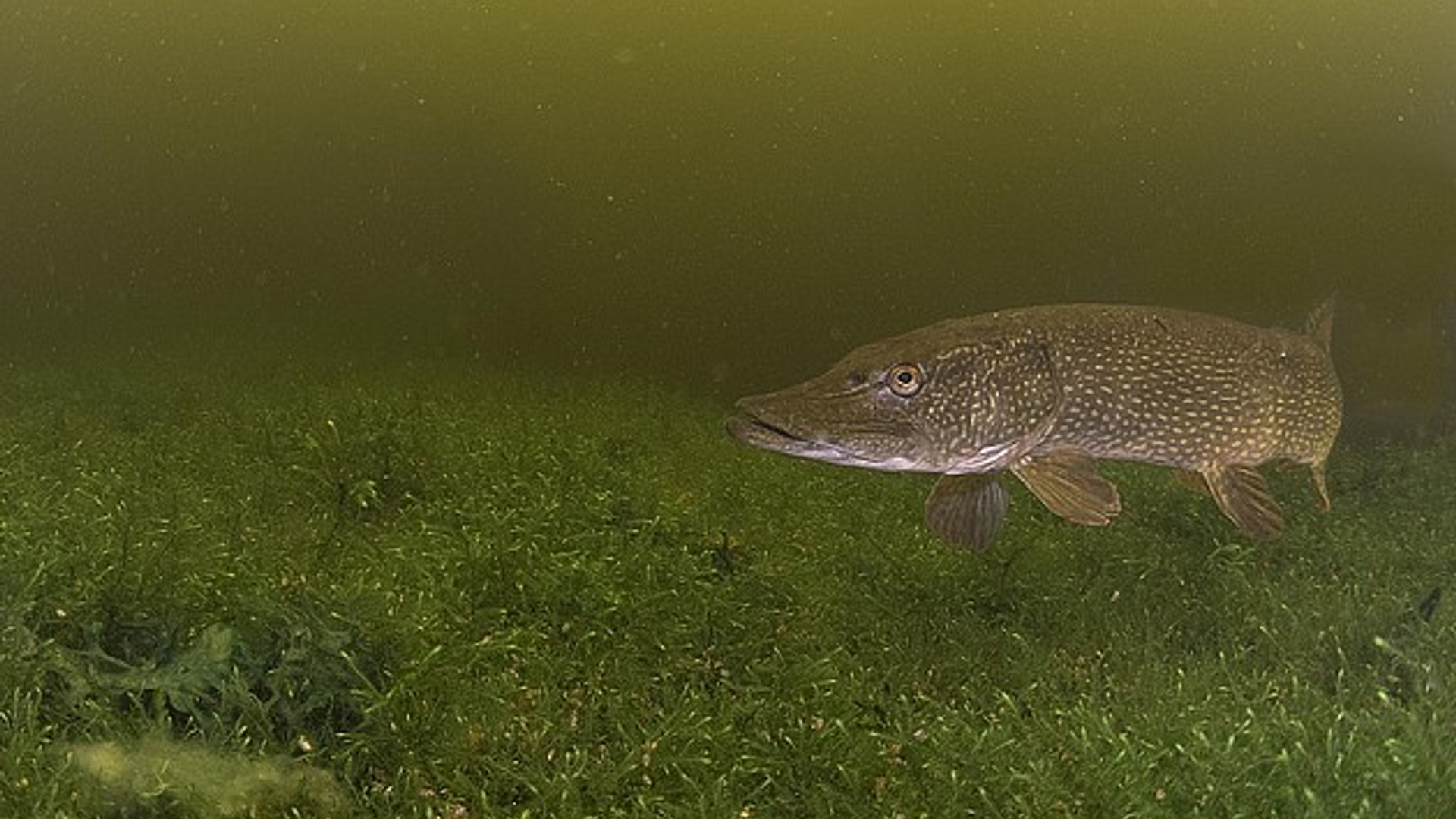snoek_Casperdouma.jpg