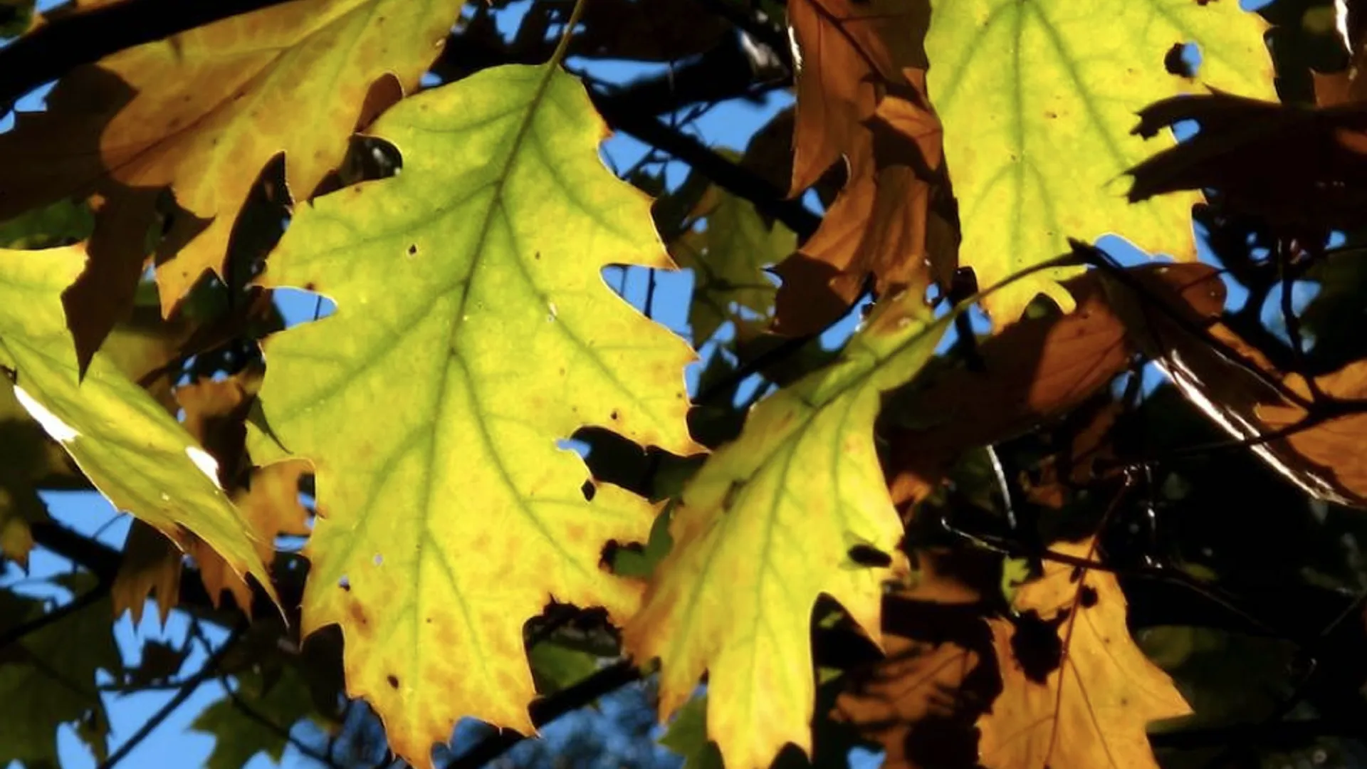 herfstkleuren_van_hans030.jpg
