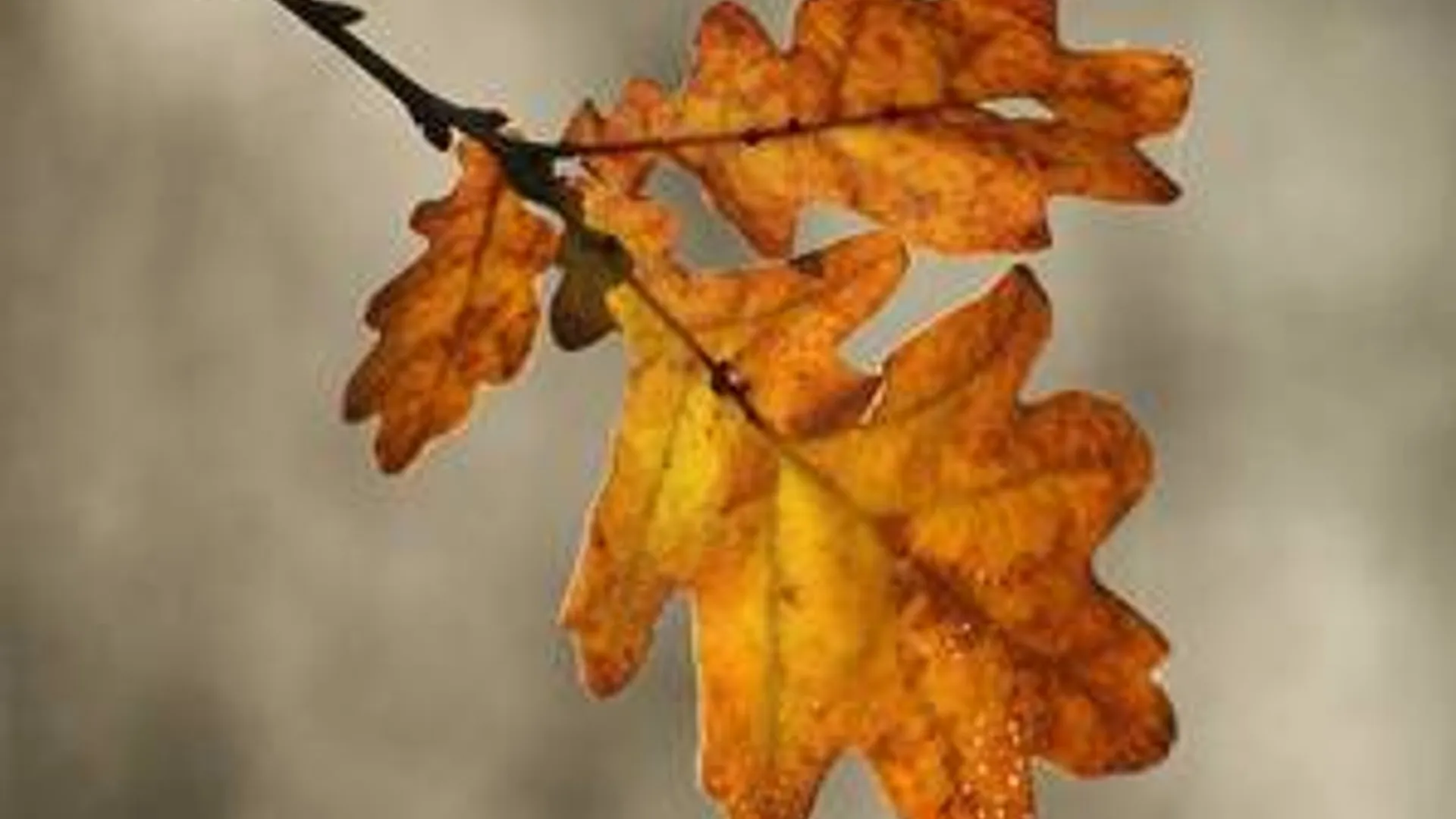 herfstblad_02.jpg