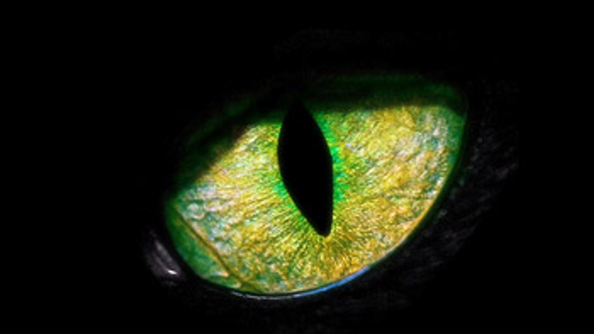 zwartepanter_oog.jpg