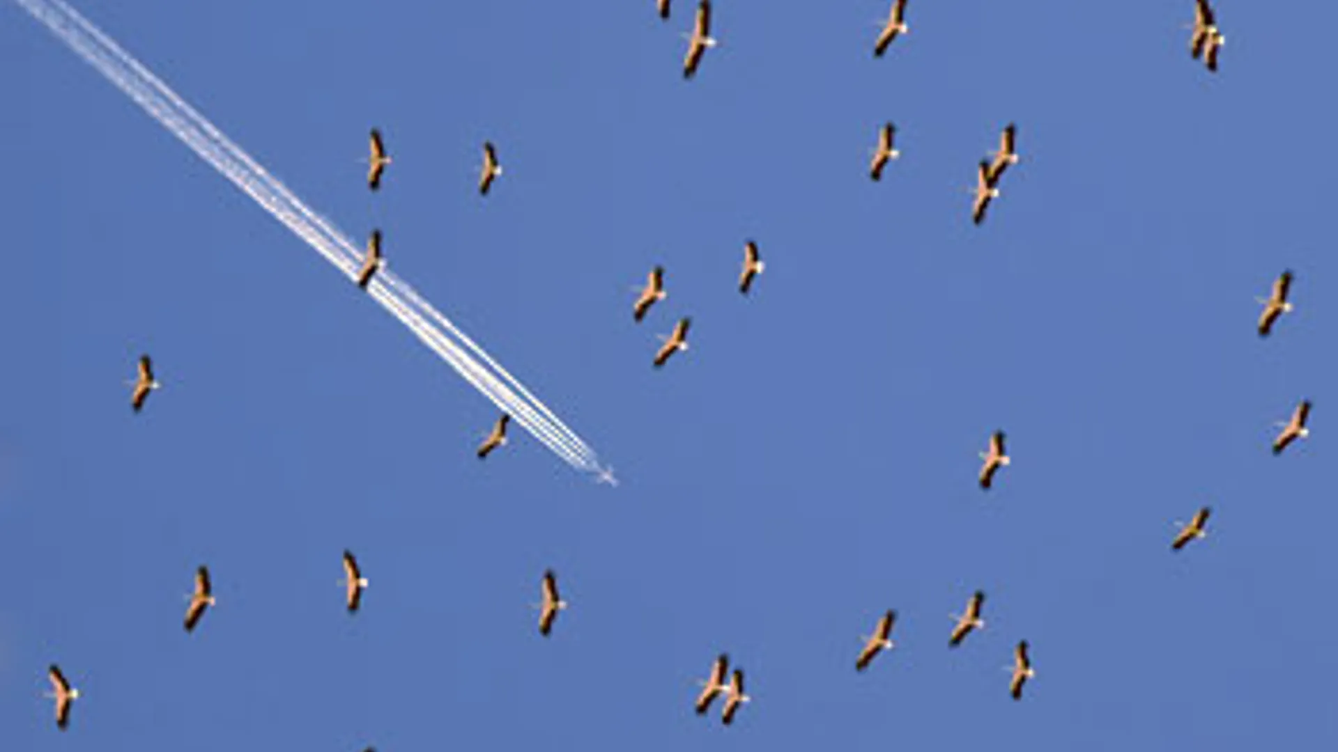 0050M-Ooievaarstrek-versus-.jpg