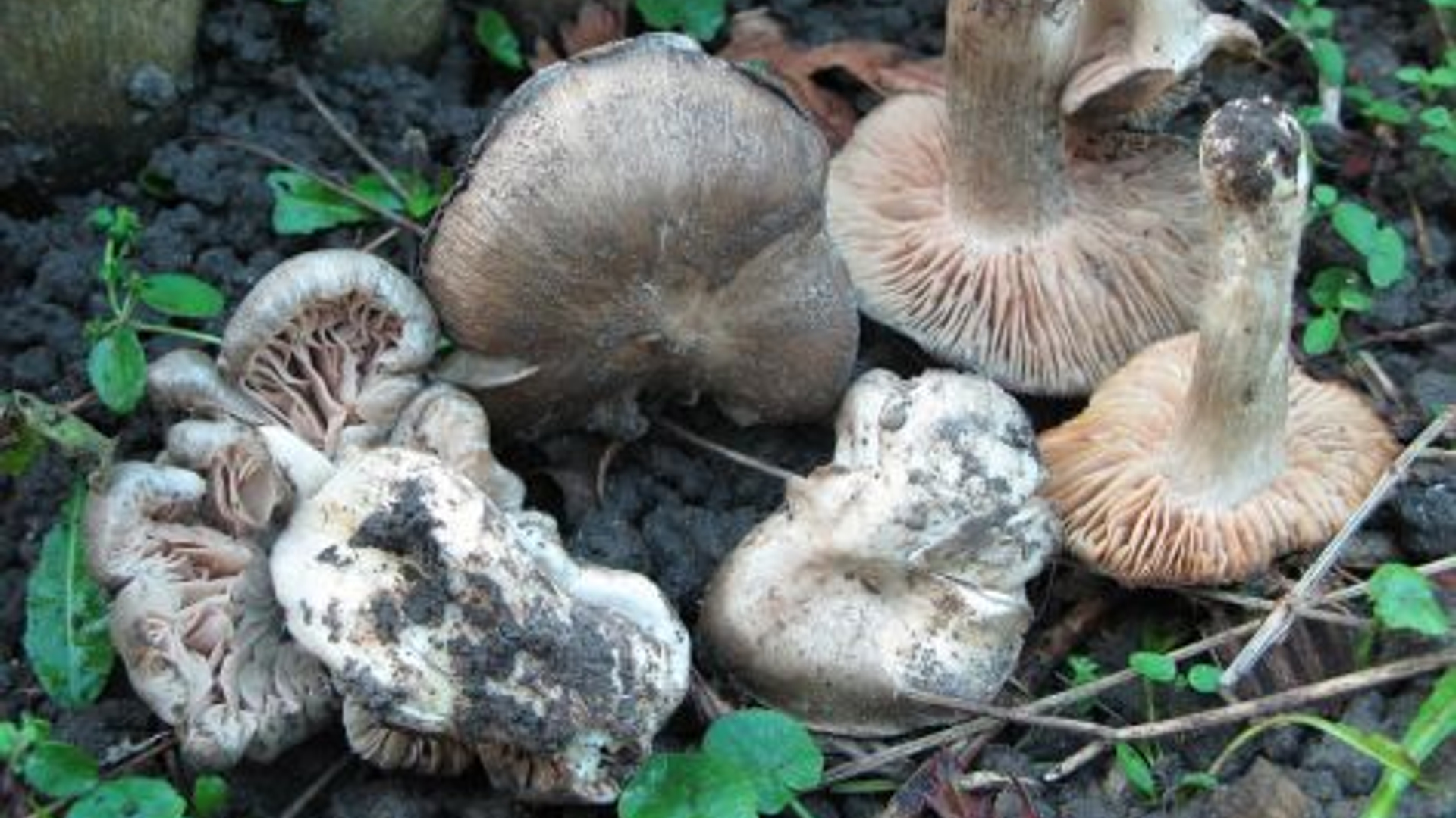 entoloma_saundersii-martijn_oud_2.jpg