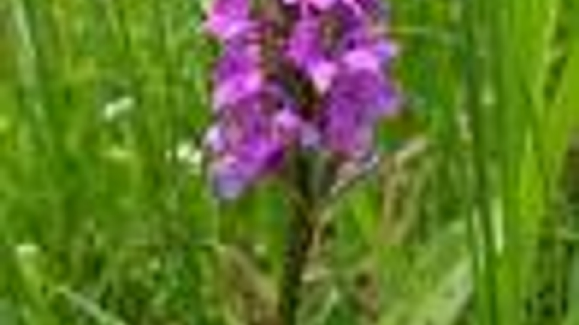 orchidee_02.jpg