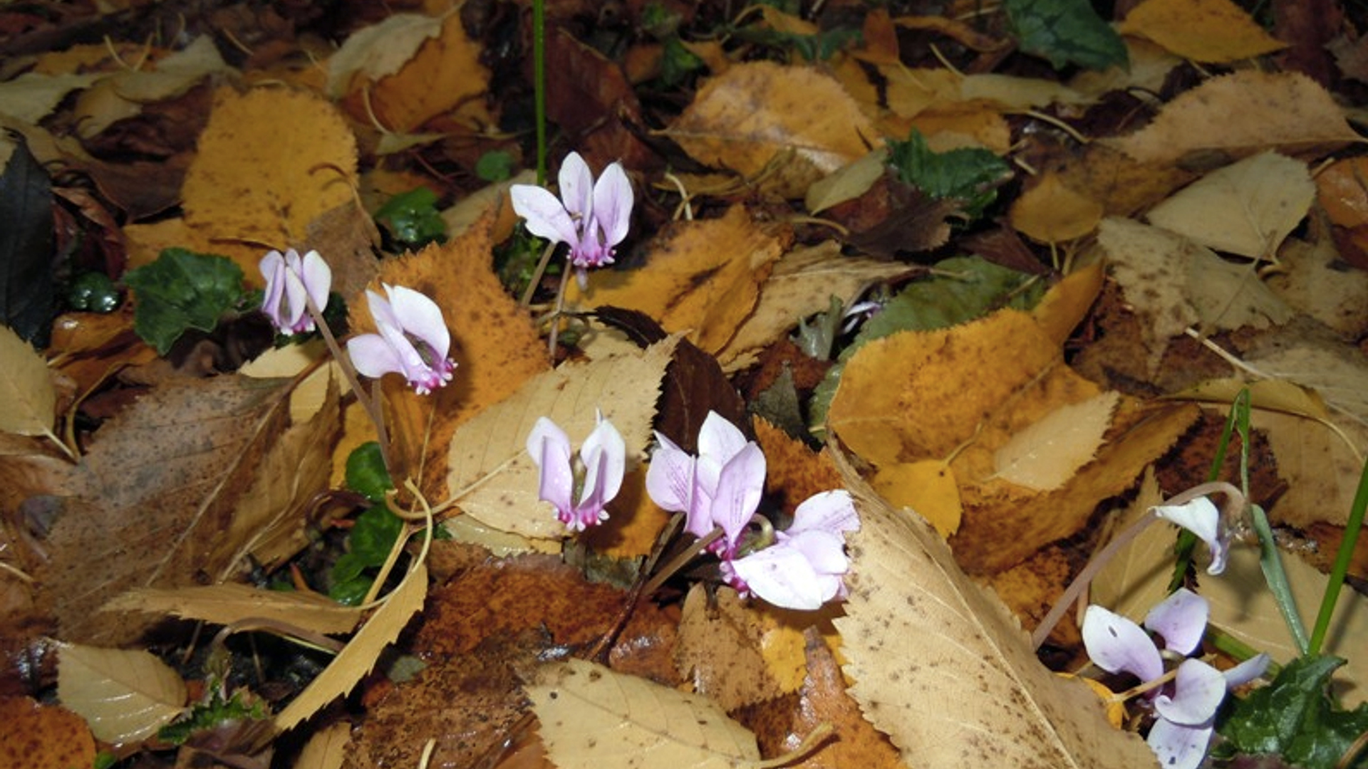 Herfstkleuren_van_mettakromhout.jpg