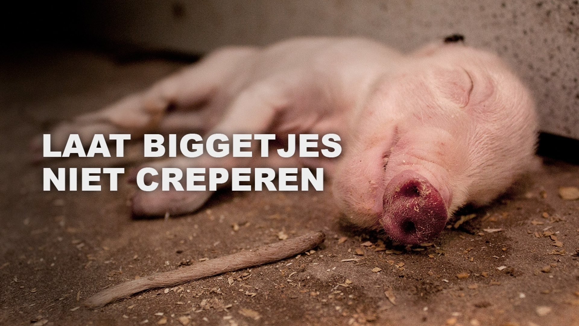 dierenrecht-banner_website_biggetjes_1200x800_v1.jpg