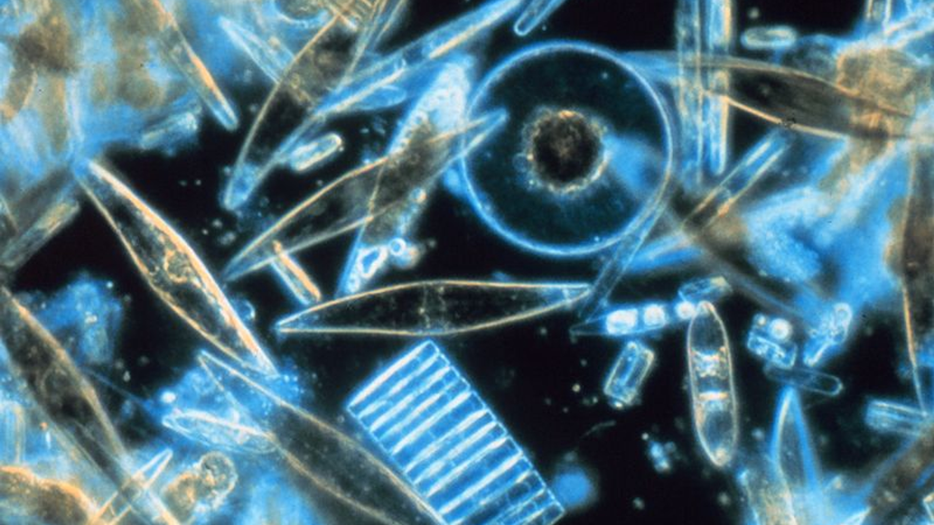 phytoplankton.jpg