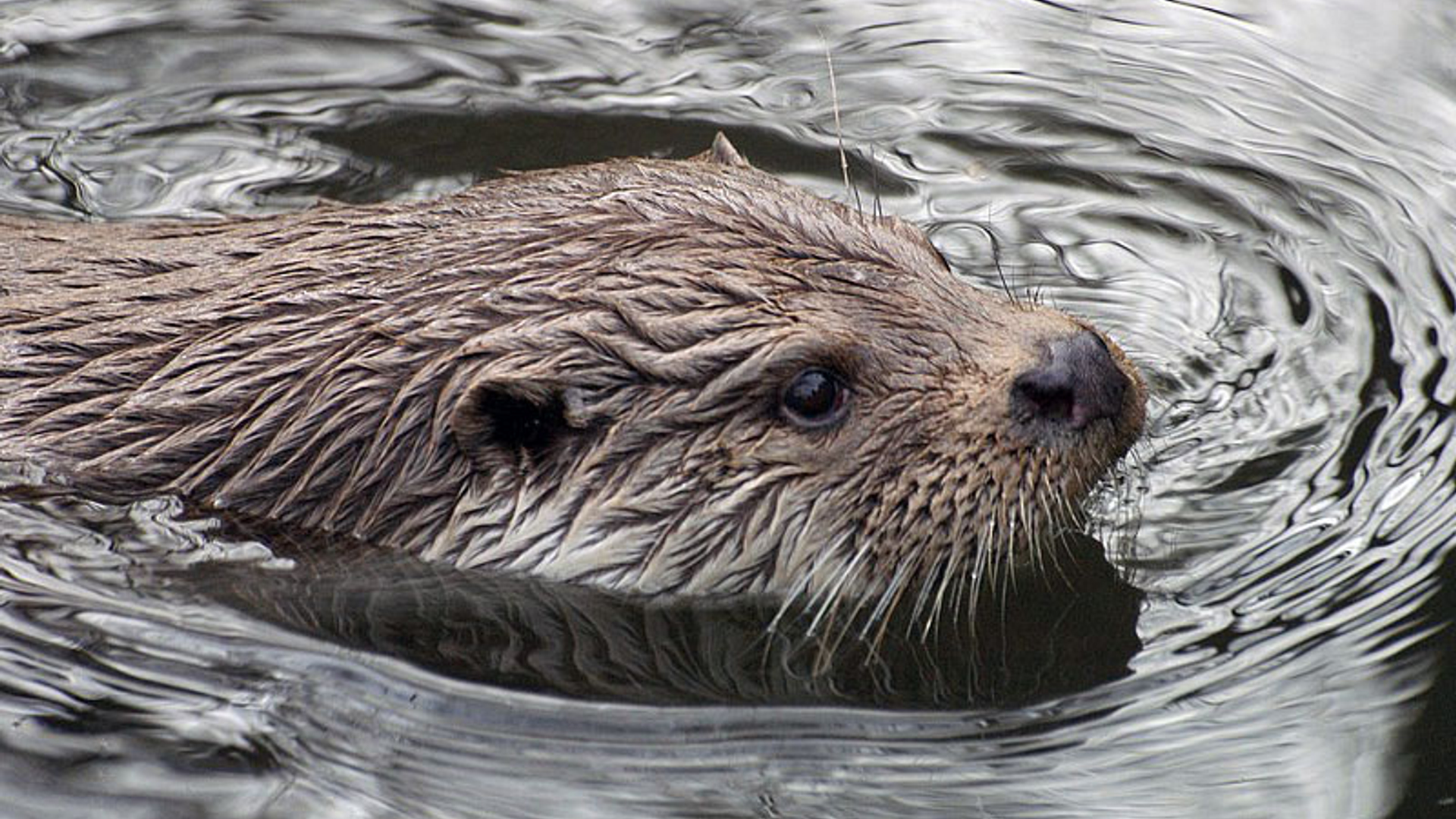 otter_Slegtenhorst.jpg