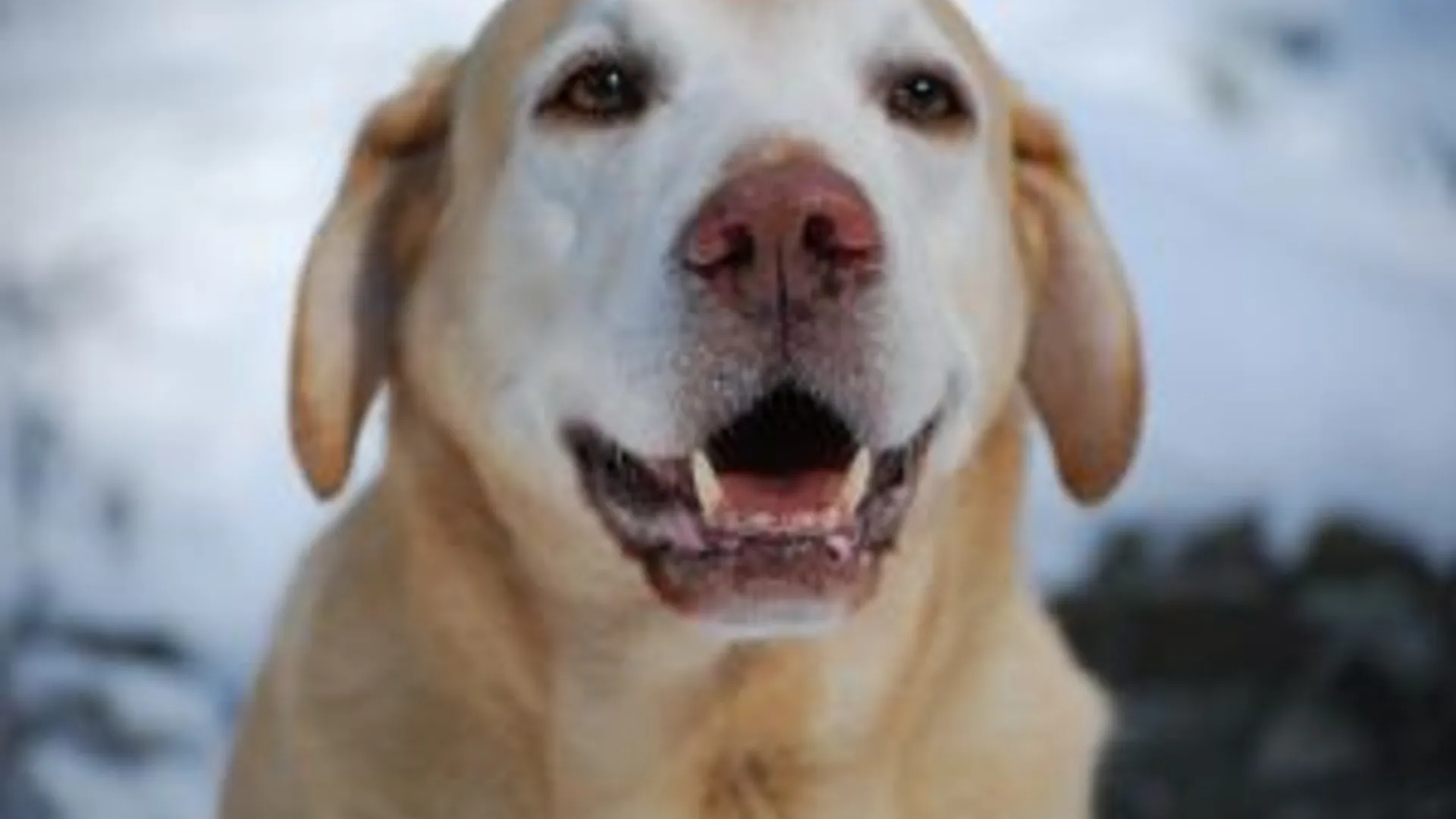 labrador.jpg