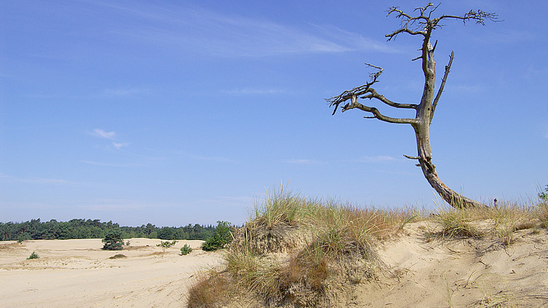 Kootwijkerzand.jpg