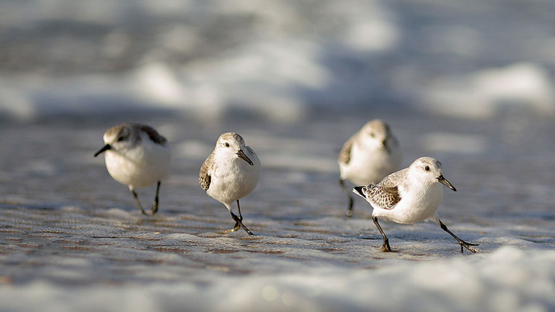 wind-strandlopers