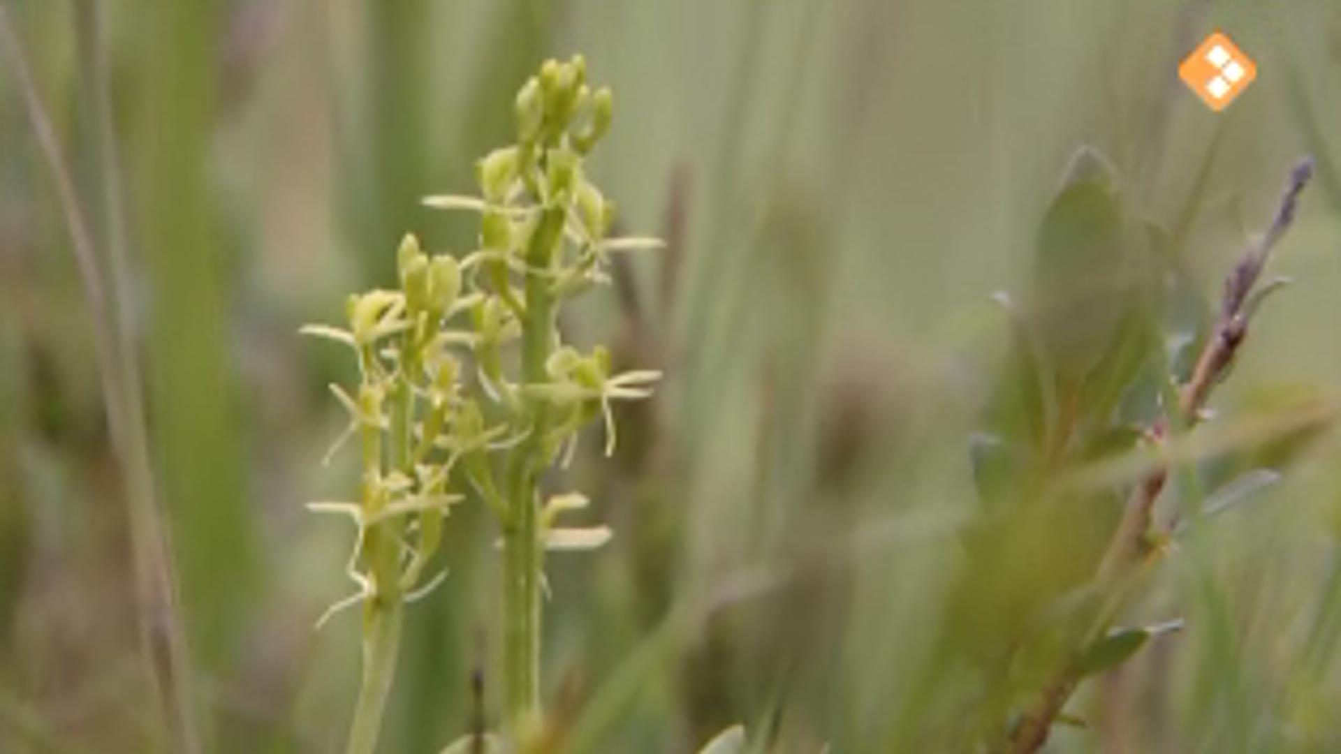 groenknolorchis.jpg