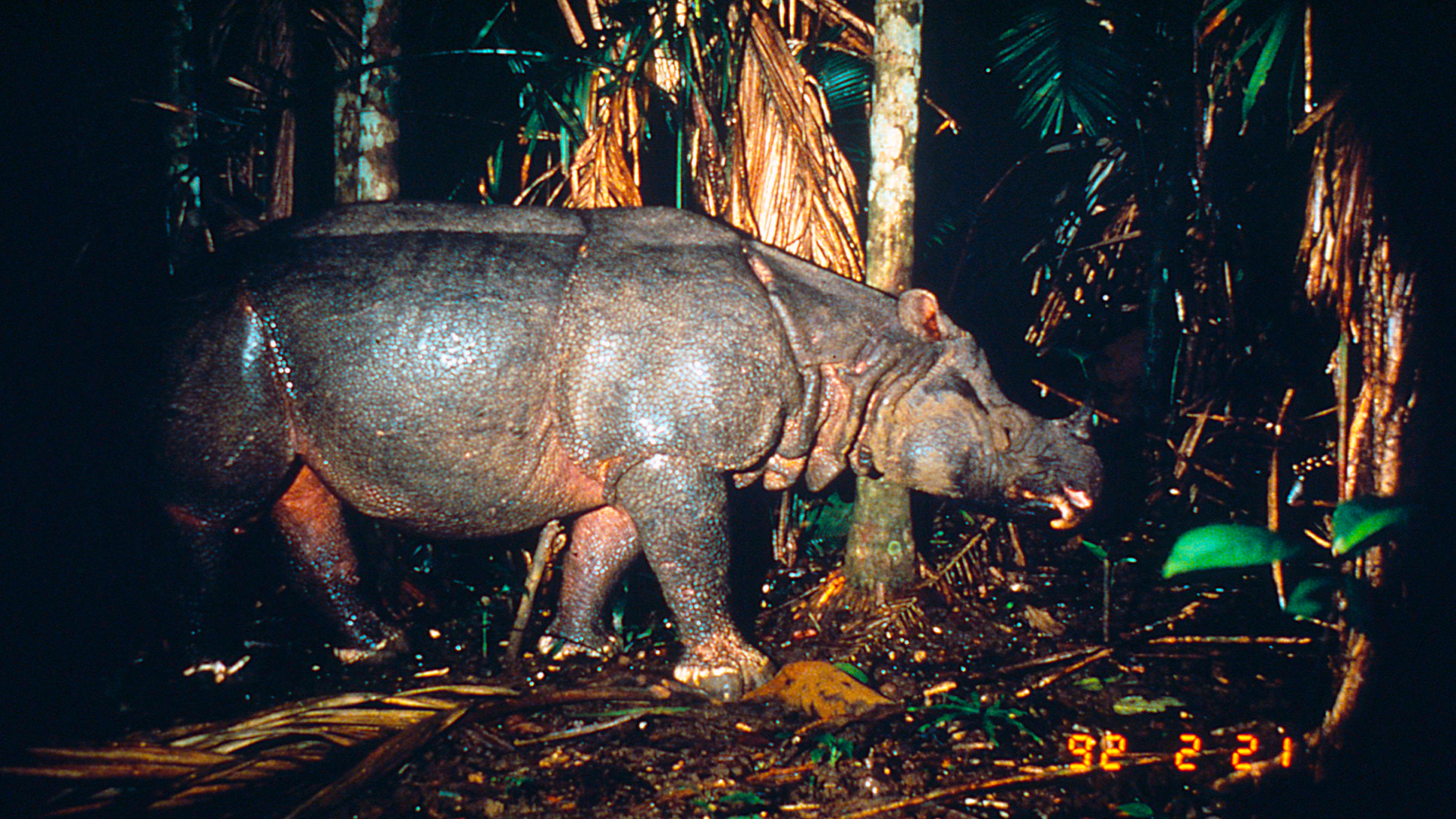 javaanse_neushoorn_04.jpg