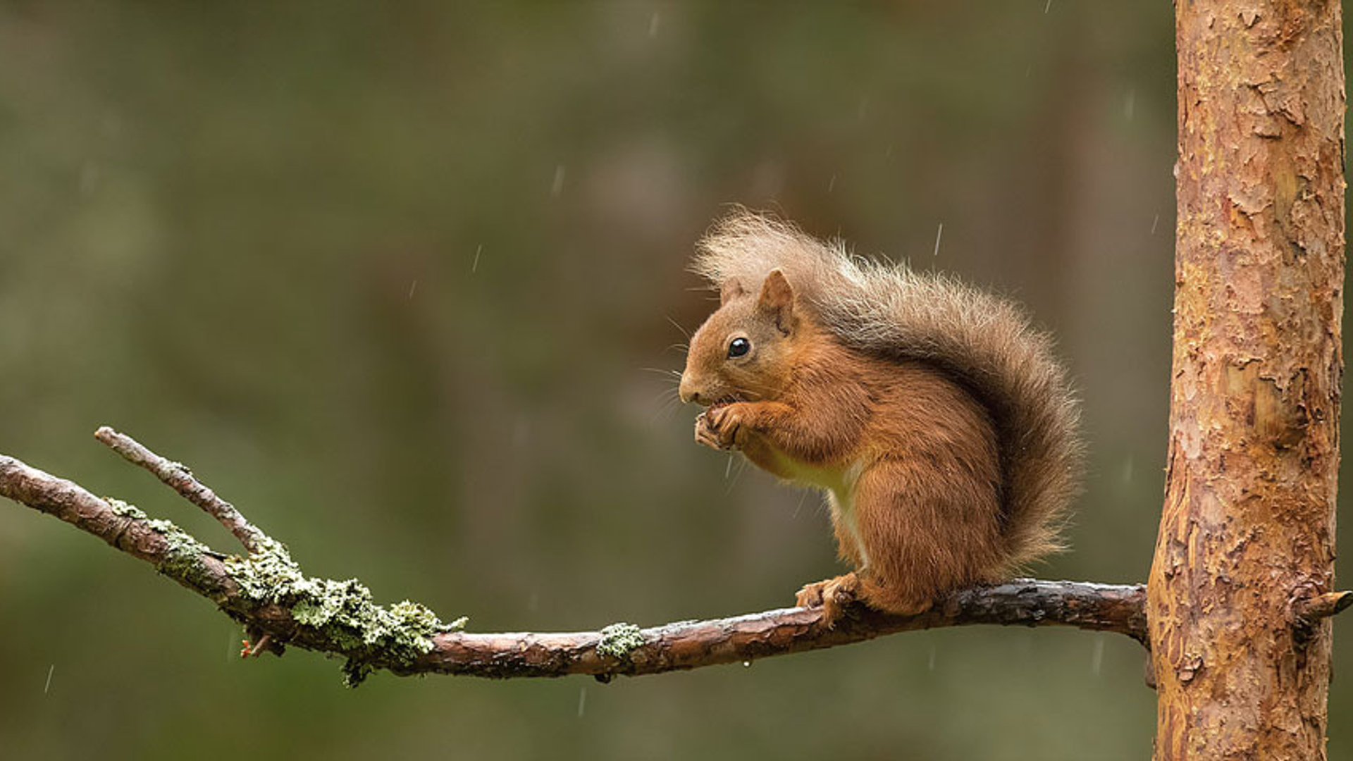 Eekhoorn in de regen