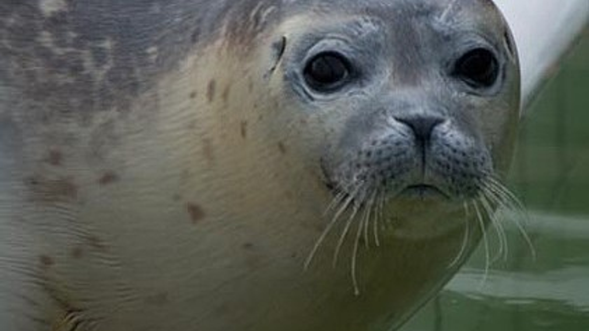 zeehond_73.jpg