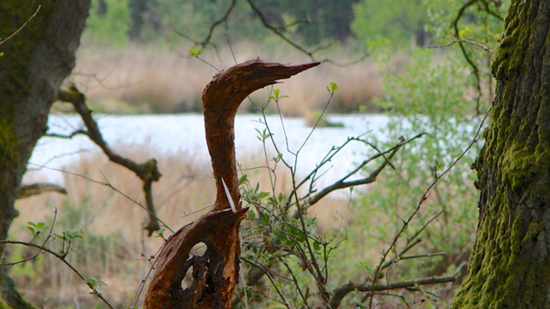 Gezichtsbedrog: reiger