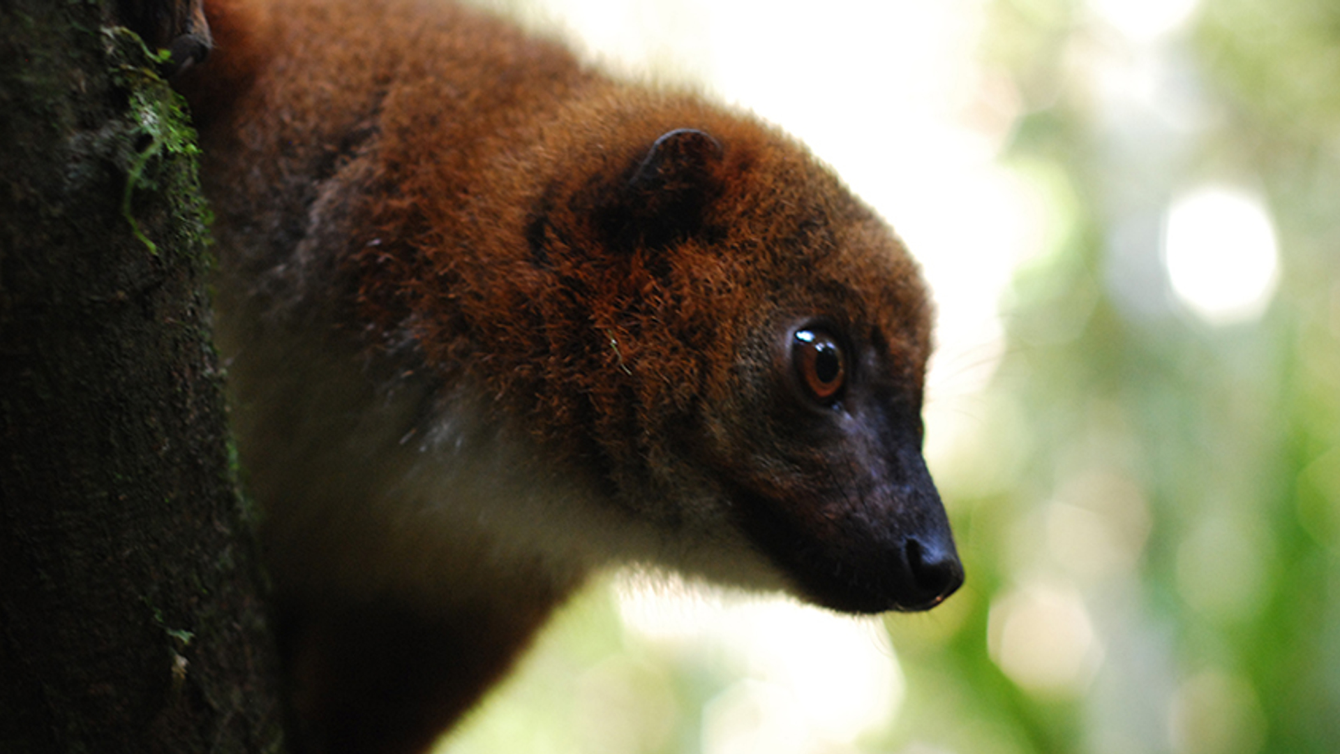 Roodbuikmaki (gek op lemuren)