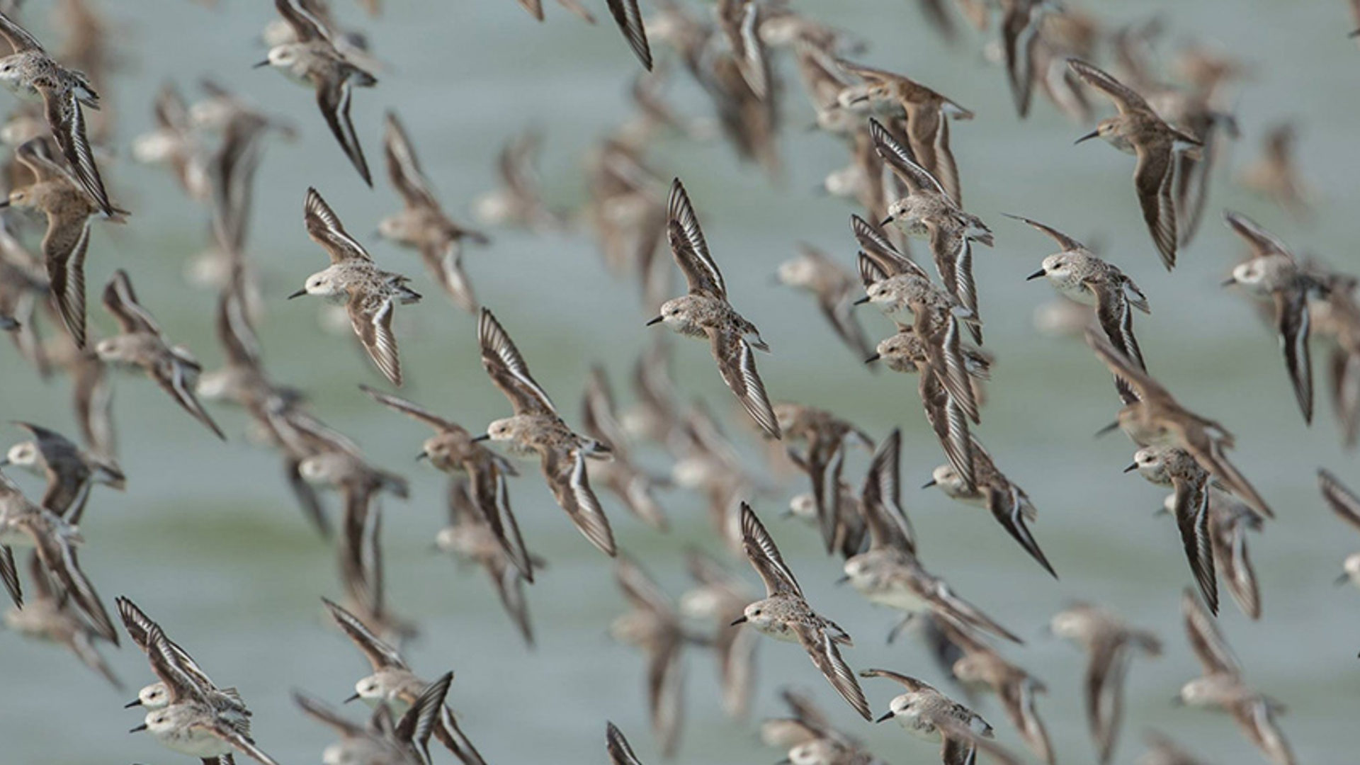 Drieteenstrandlopers