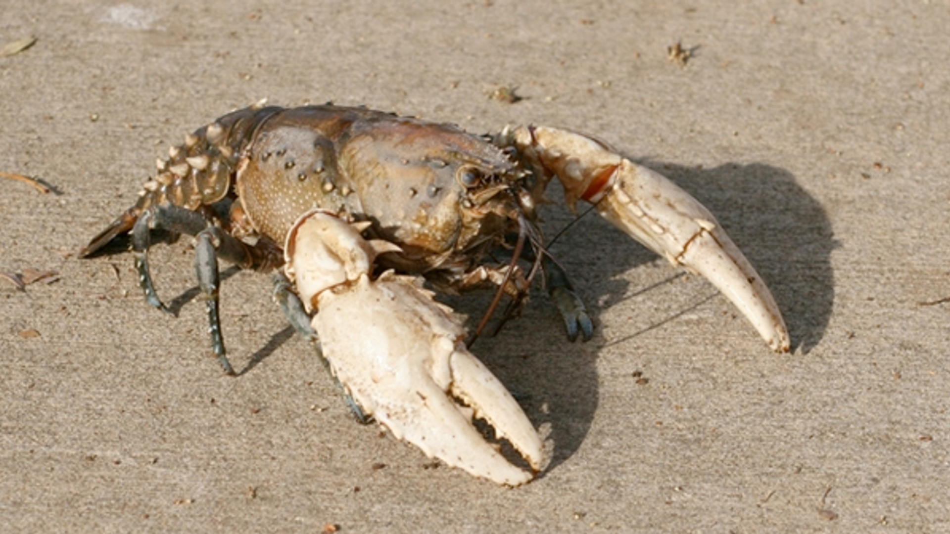 kreeft_07.jpg