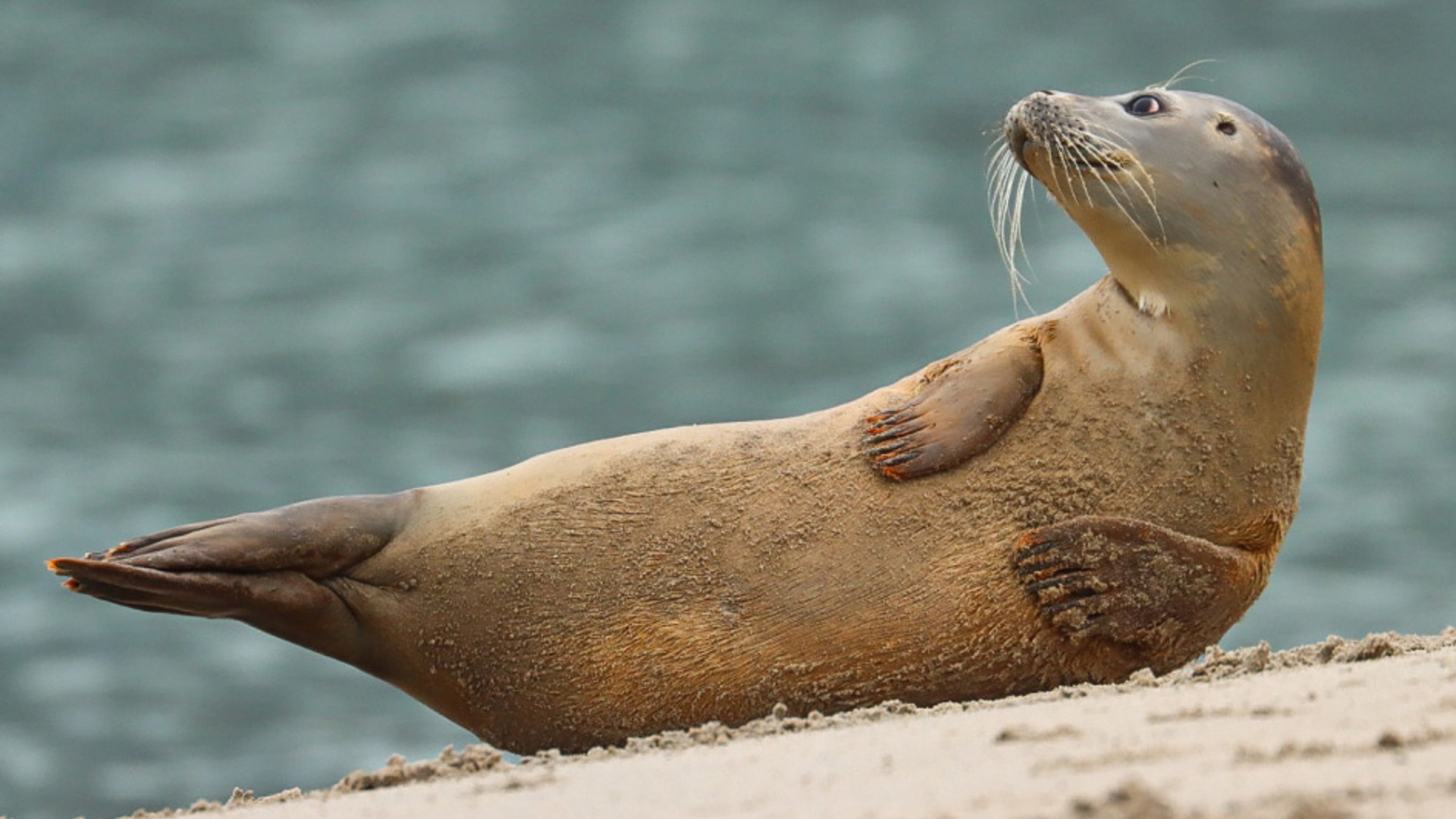 gewone zeehond