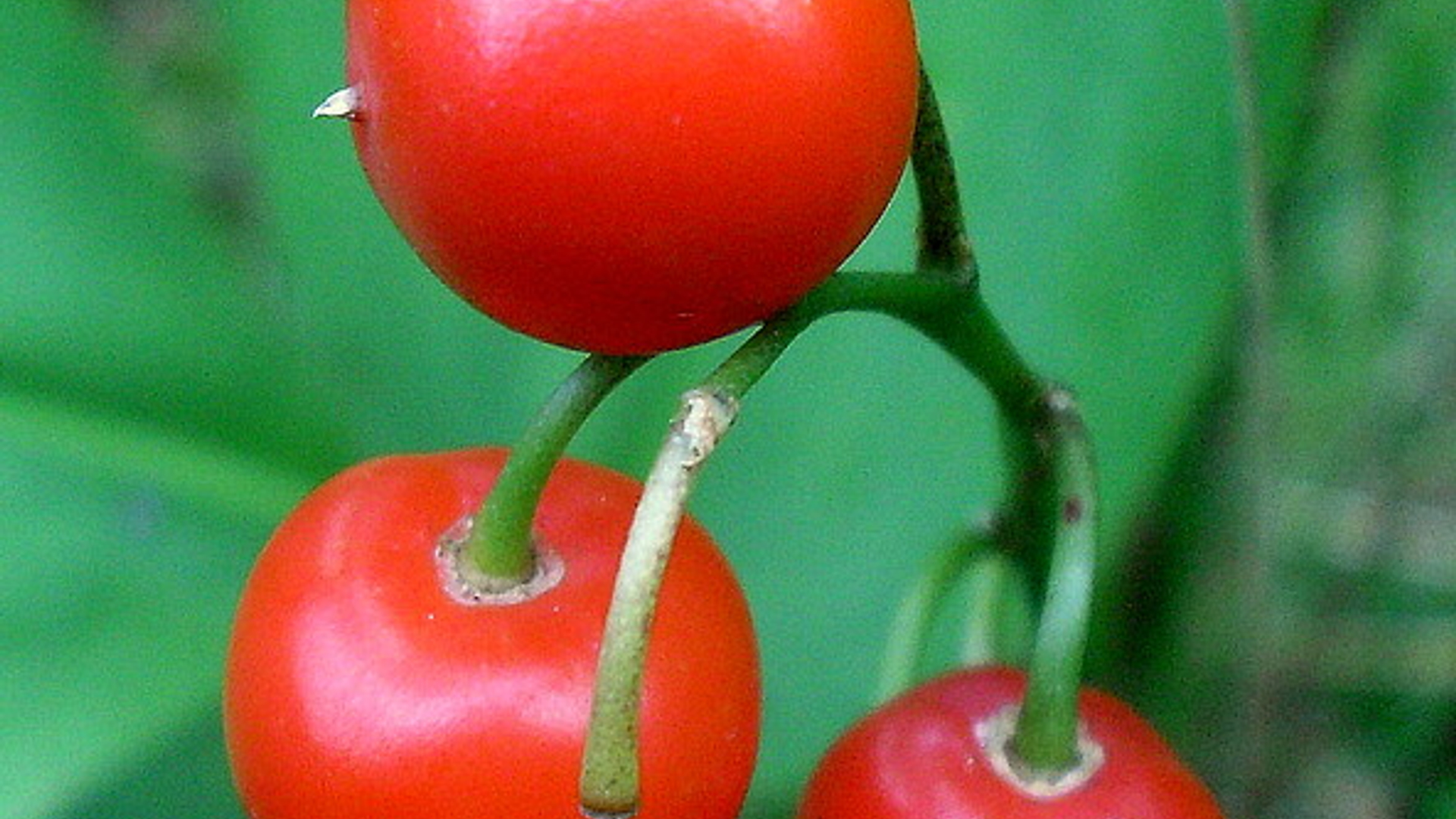 tomaat_02.jpg
