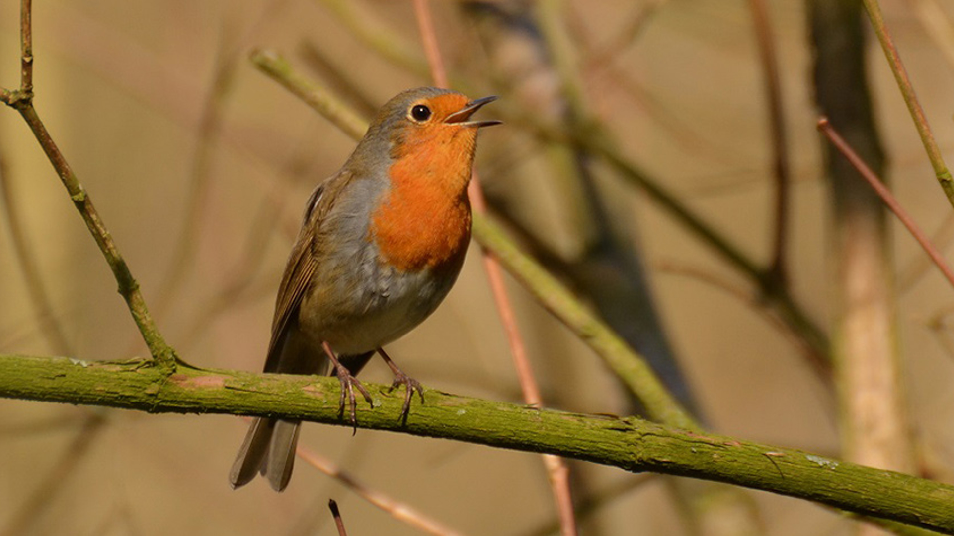 zingende roodborst