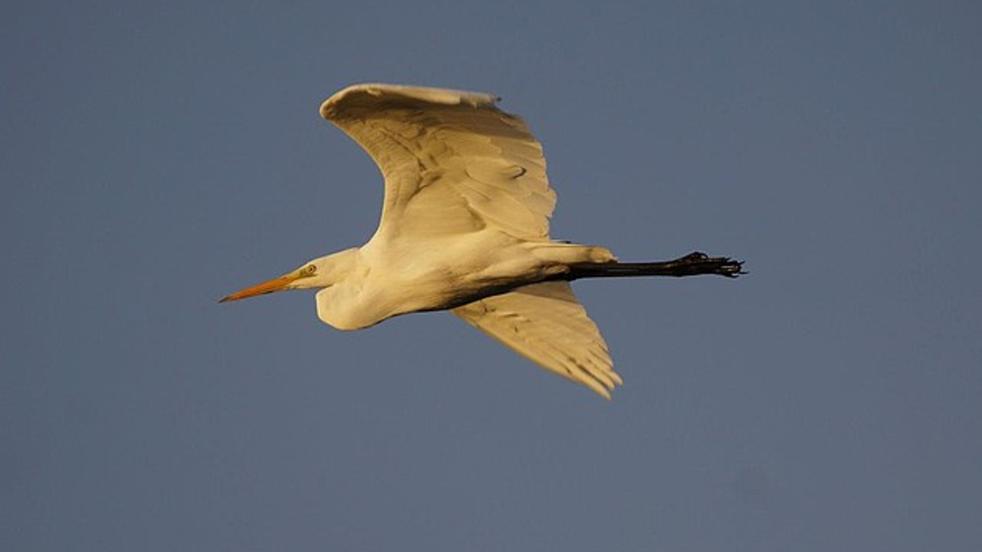 grote_zilverreiger__leenkuiper.jpg