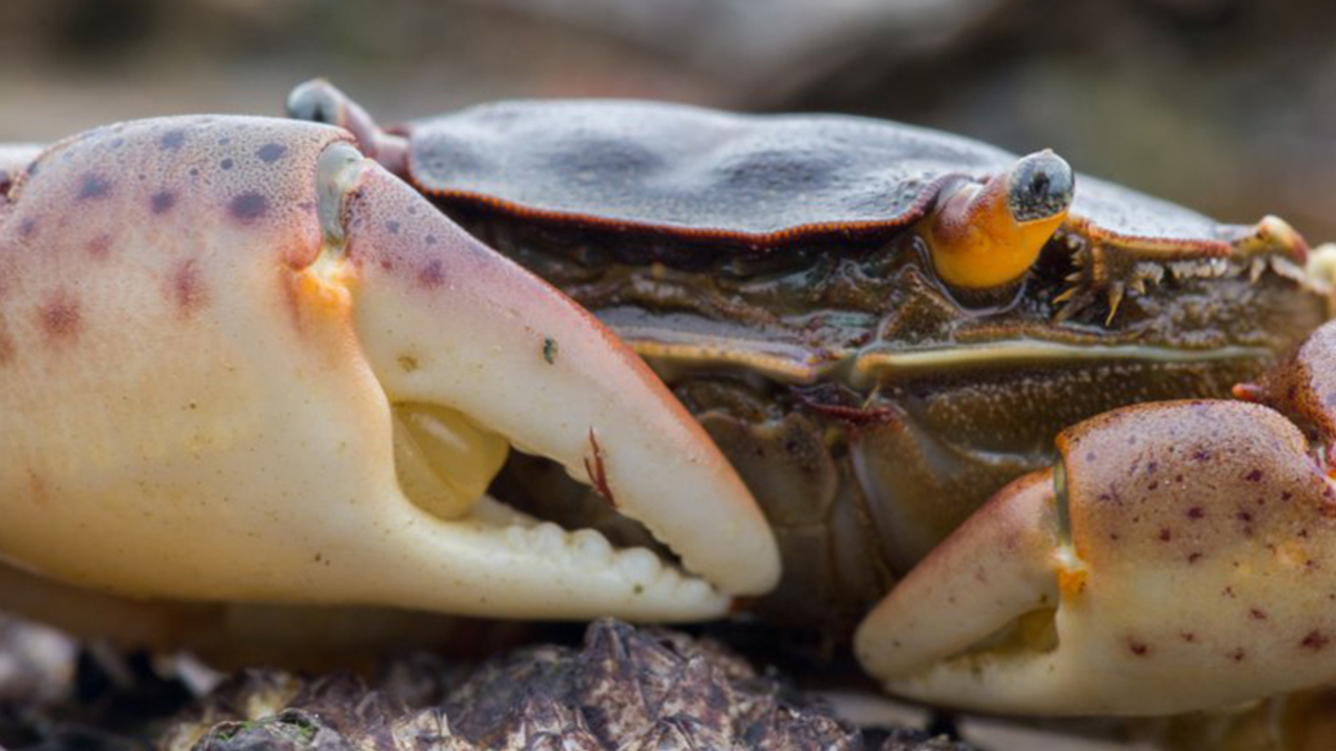 Blaasjeskrab_ReindertNijland NIET HERGEBRUIKEN