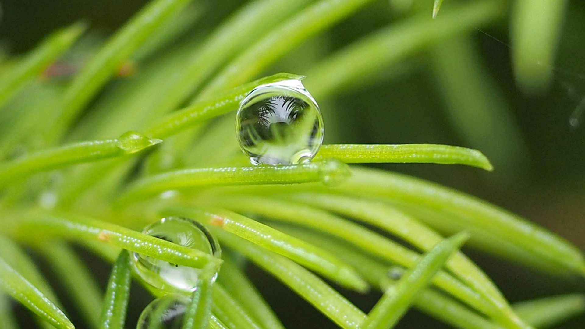 druppel_Drikslijkhuis