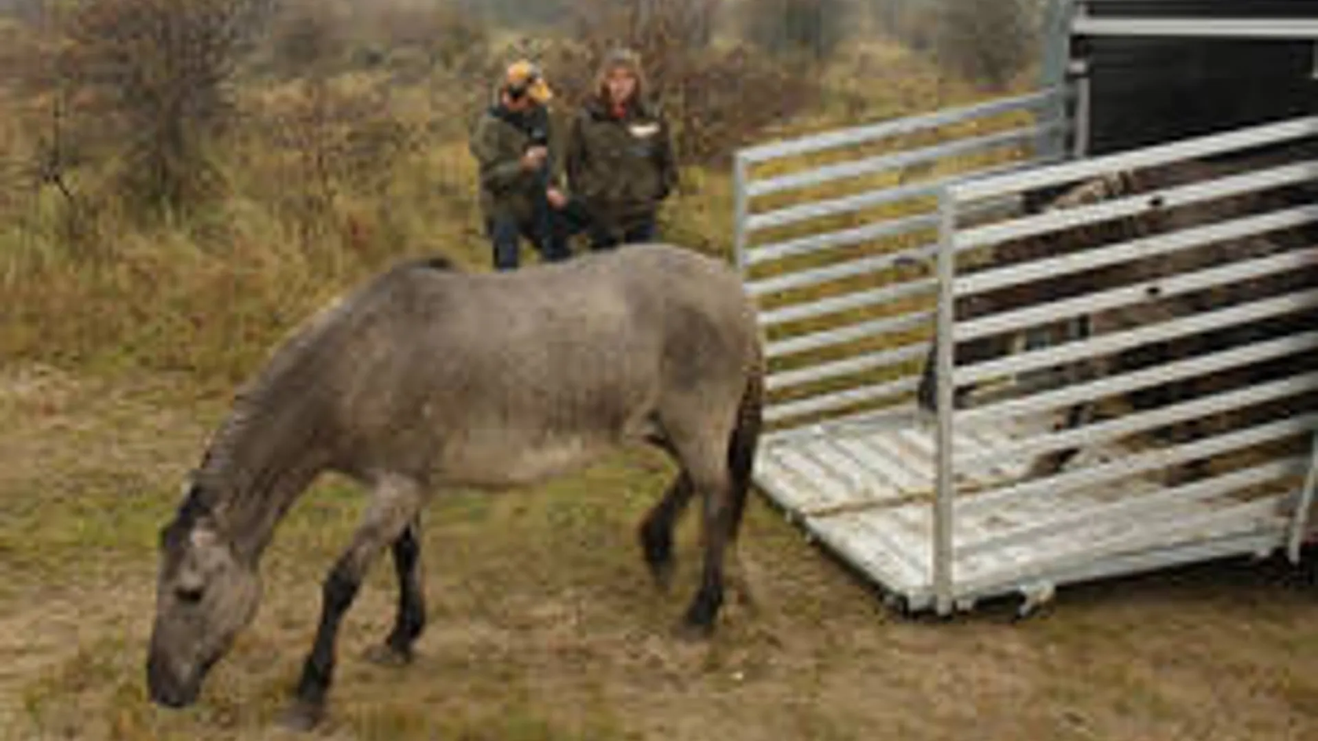 konik.jpg