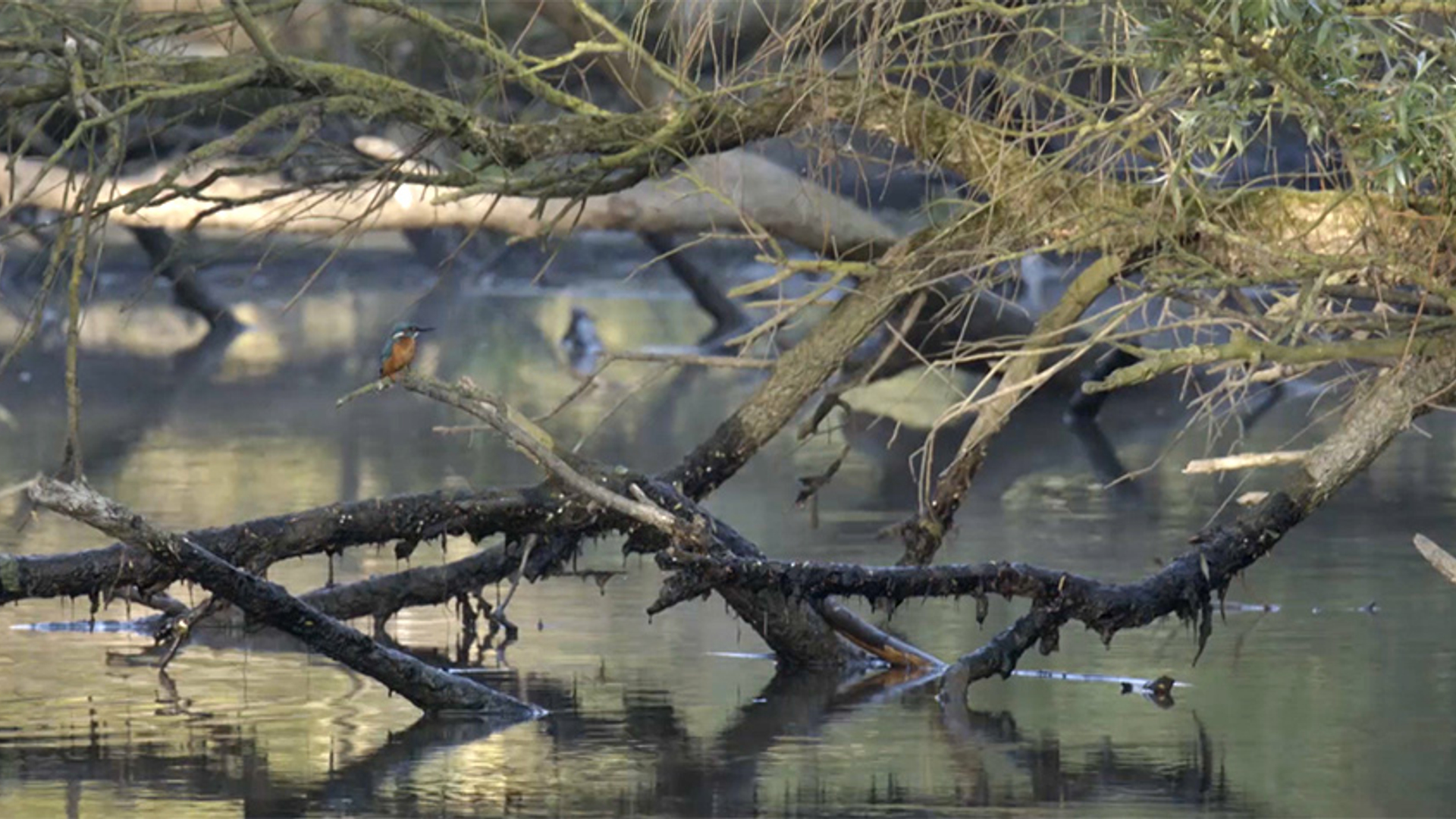biesbosch 2