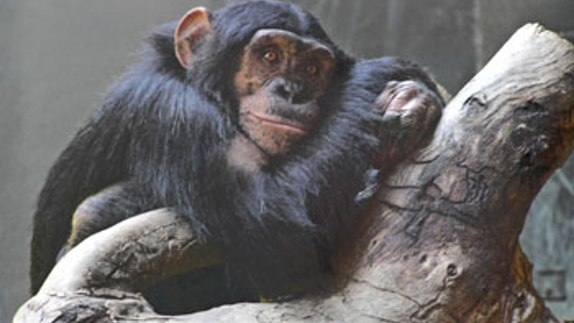 chimp_02.jpg