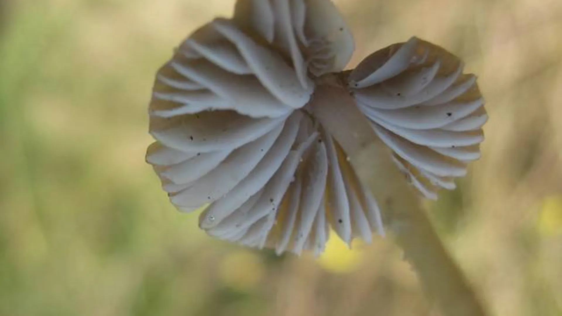 mycena_01.jpg