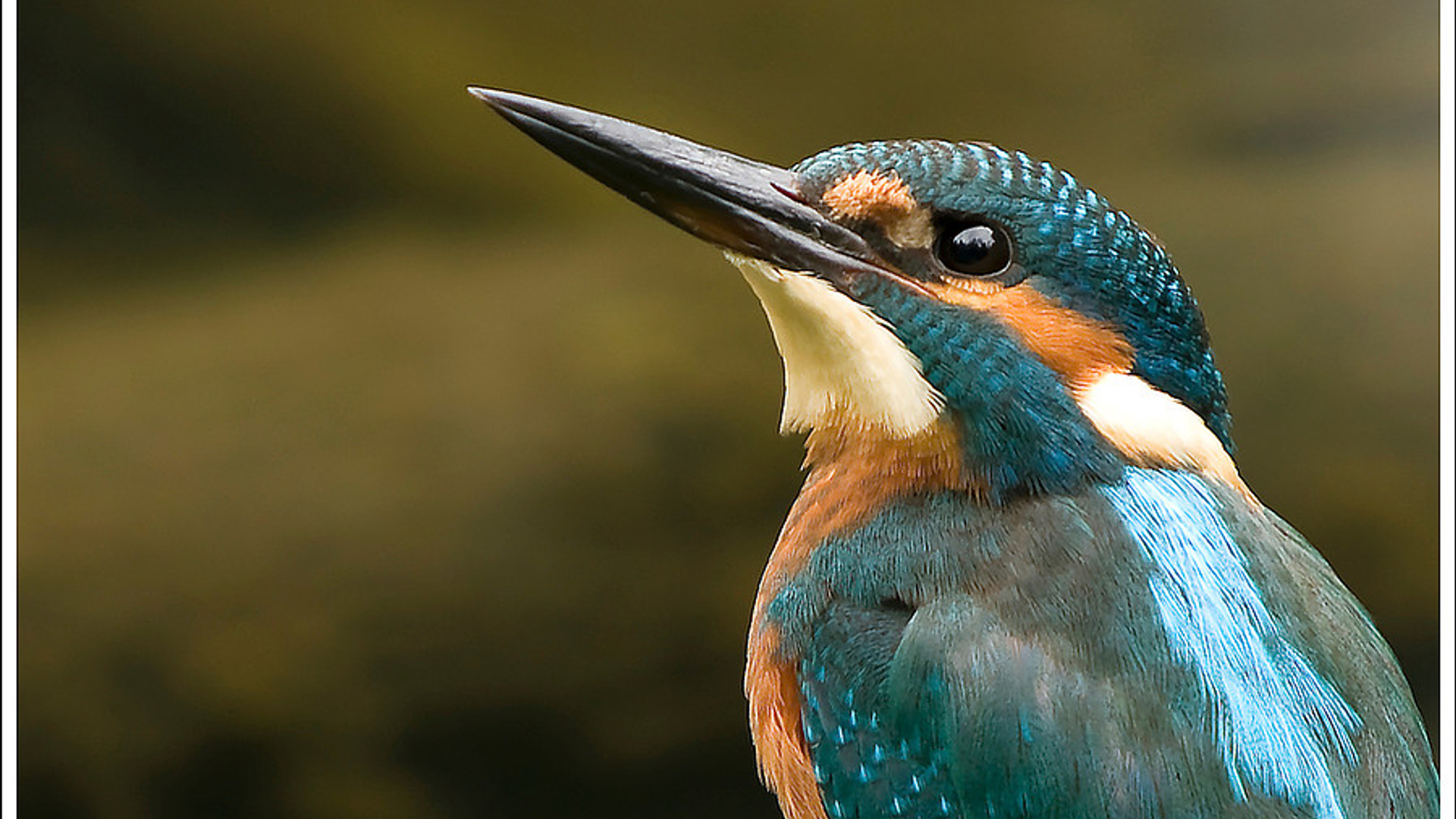 ijsvogel_31.jpg