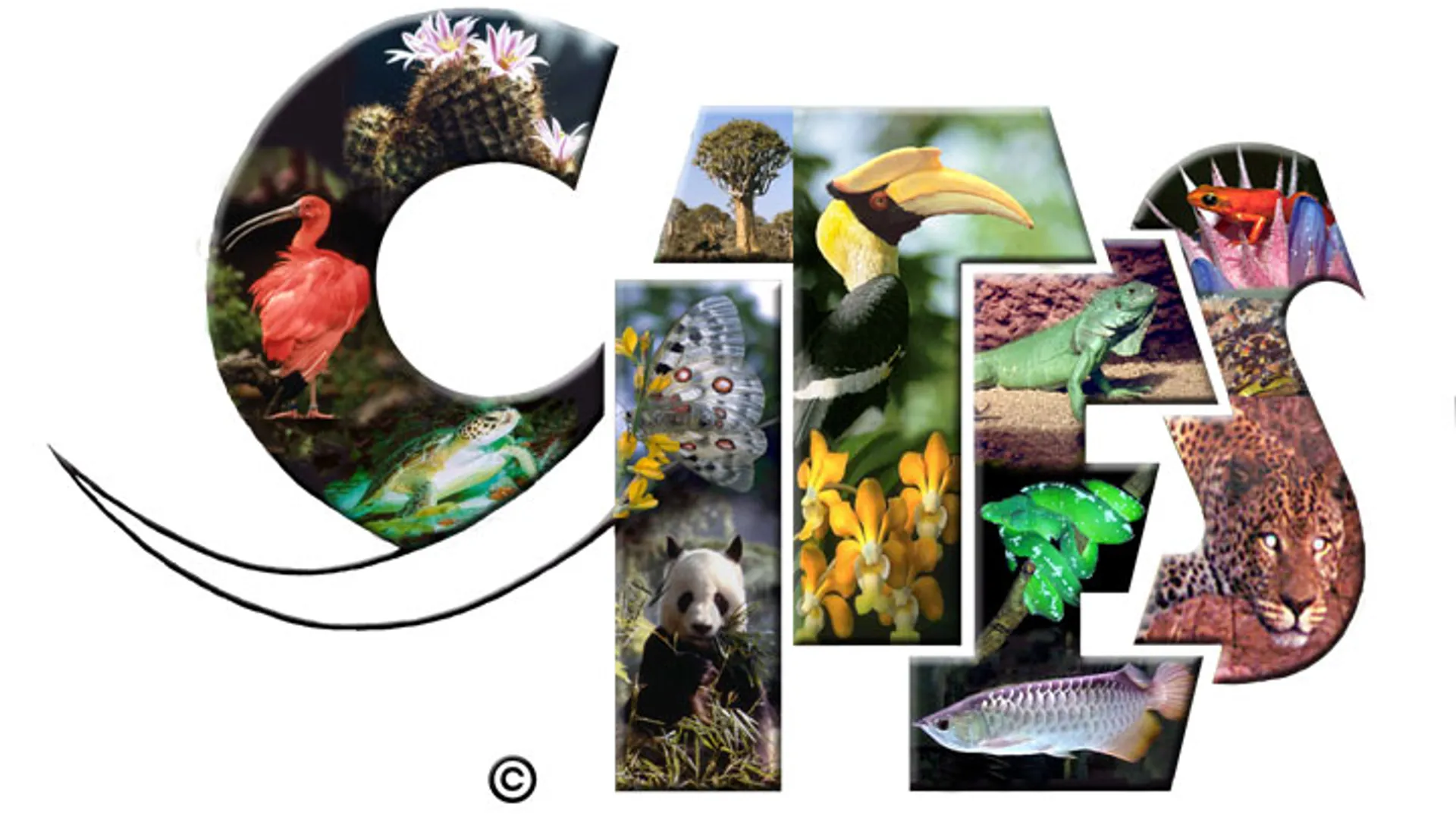 CITES-logo.jpg
