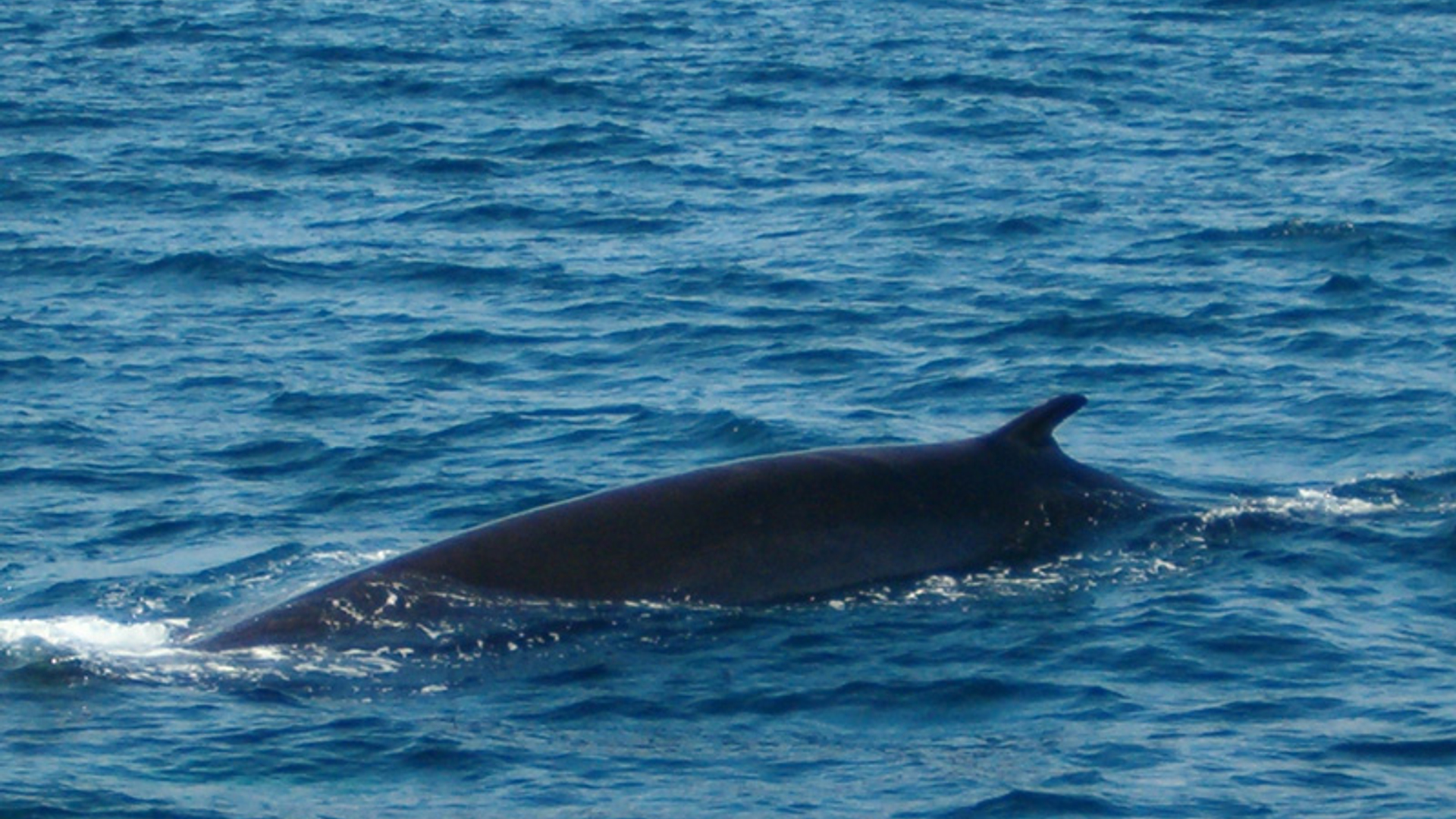 walvis.jpg