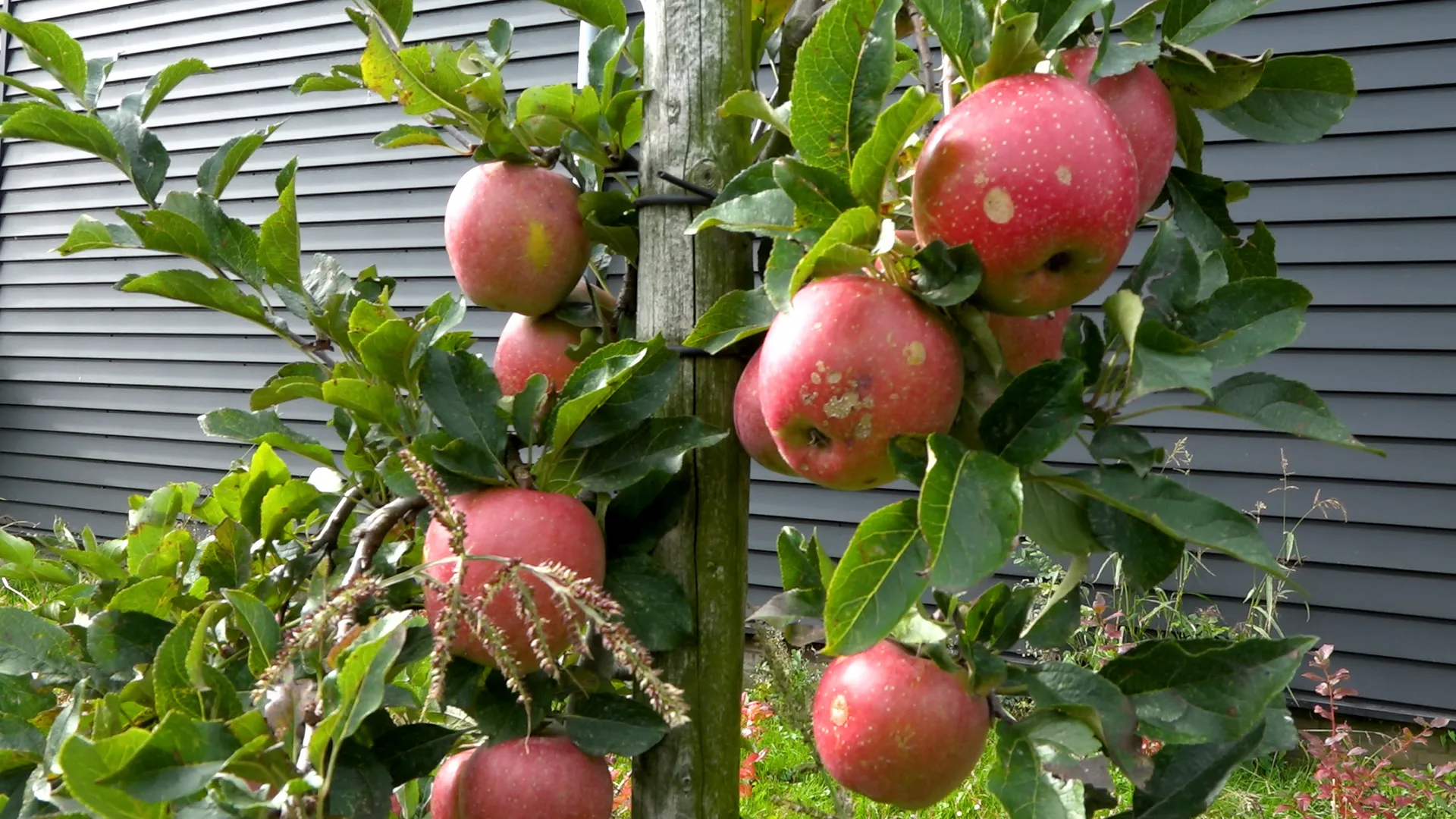 vlek appels