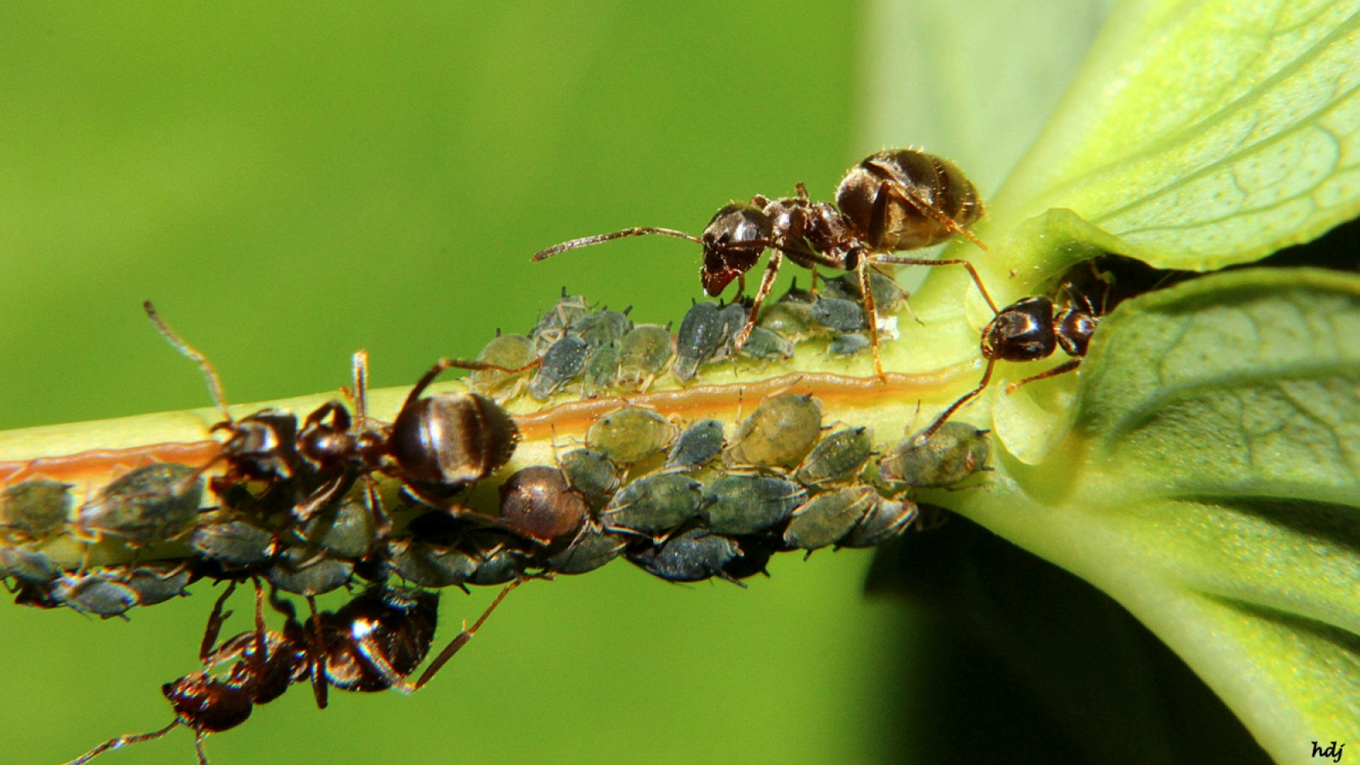 Mieren met bladluizen