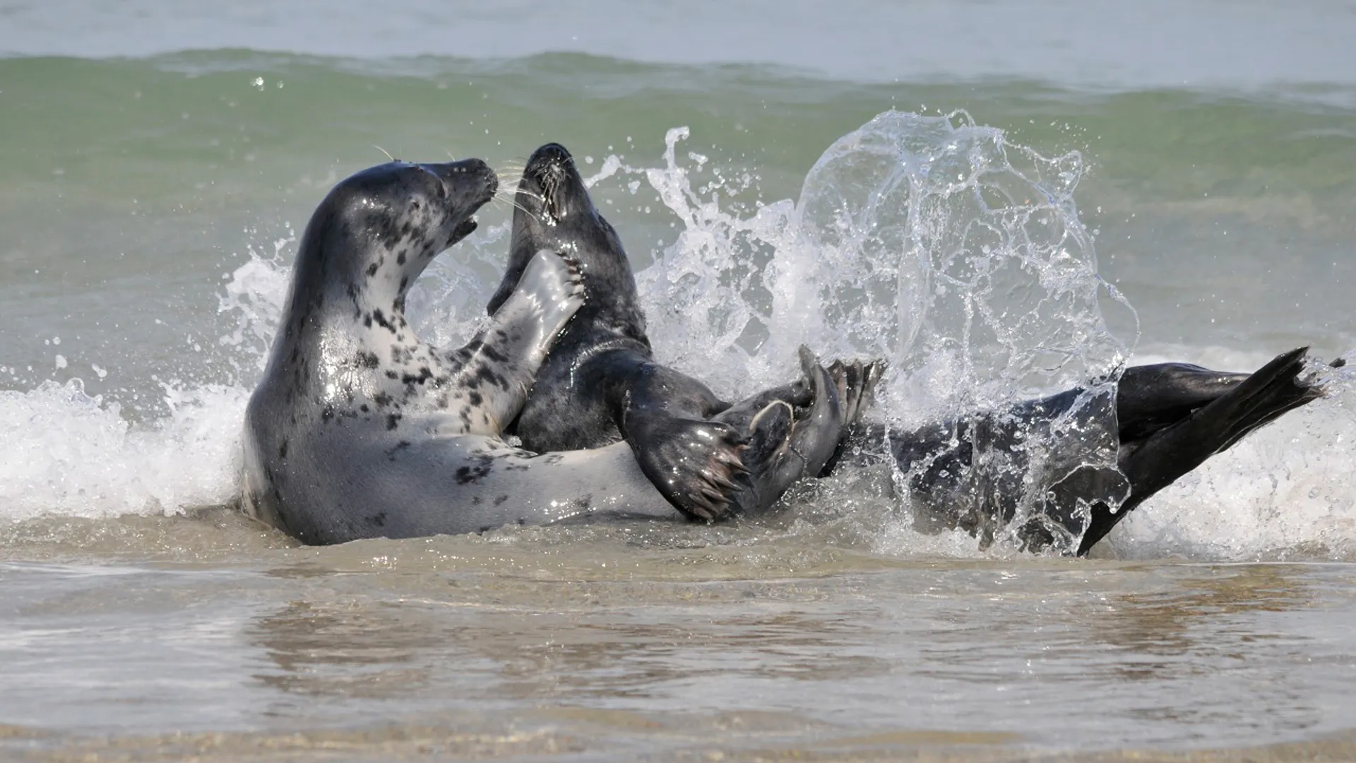 grijze zeehond