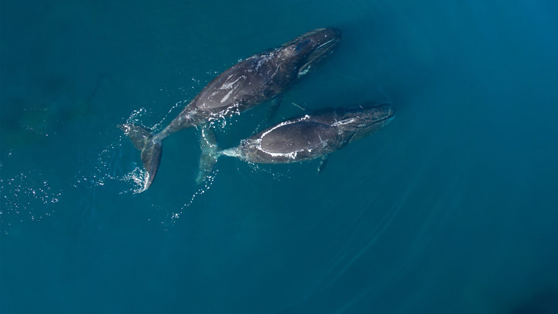 niet hergebruiken-Groenlandse-walvis-WWF