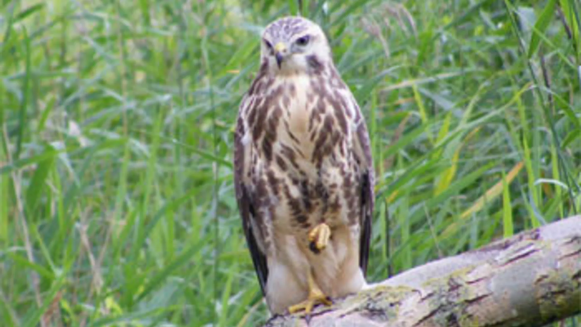 Ruigpootbuizerd.jpg