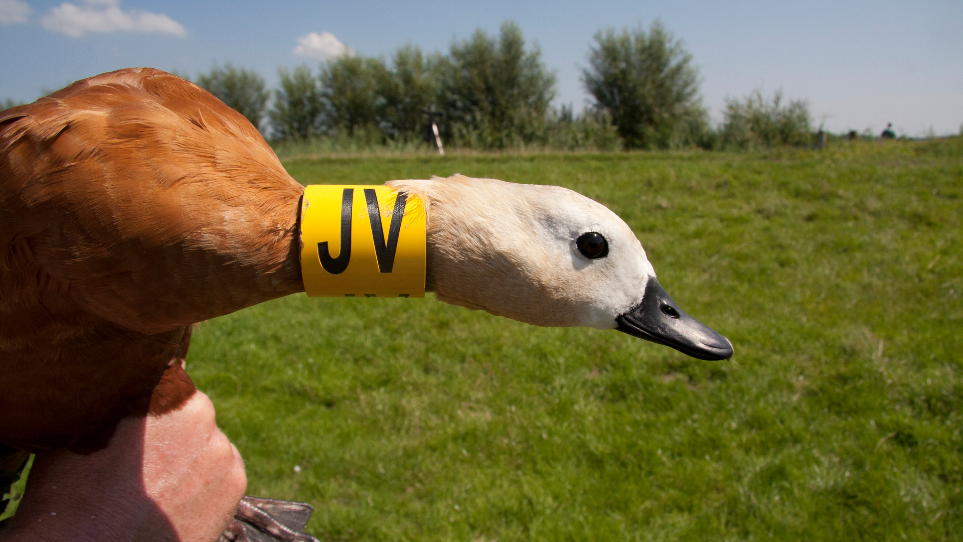 Casarca_s_Eemmeer-7-8-15-2-3_6.jpg