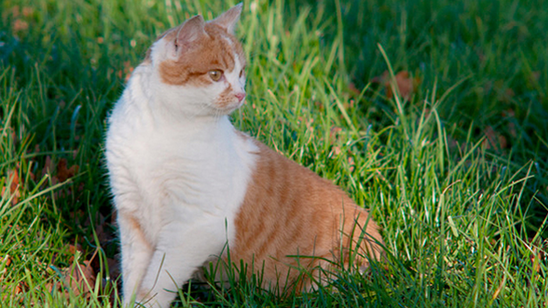 poes_Henk57.jpg
