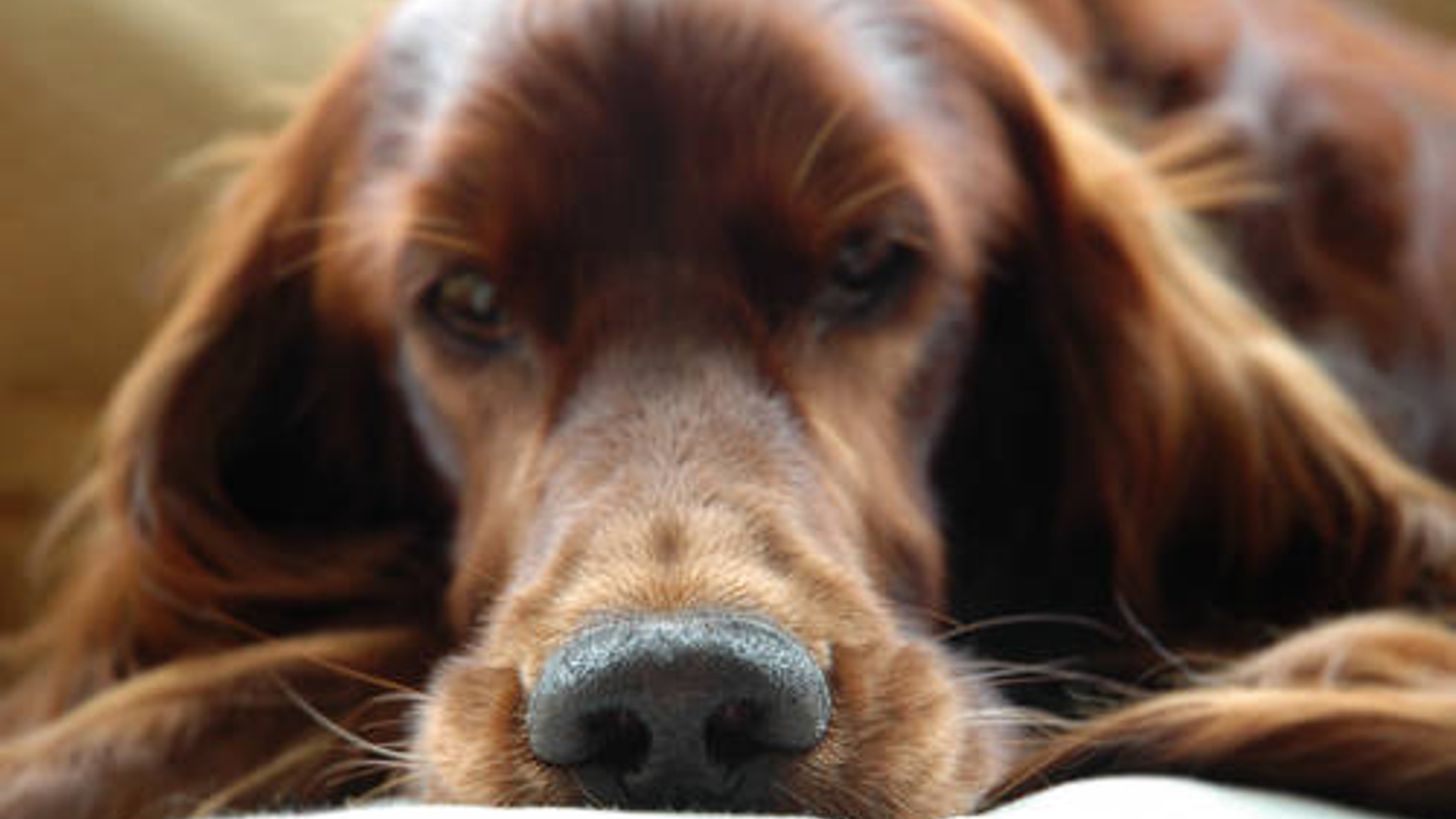 hond_29.jpg