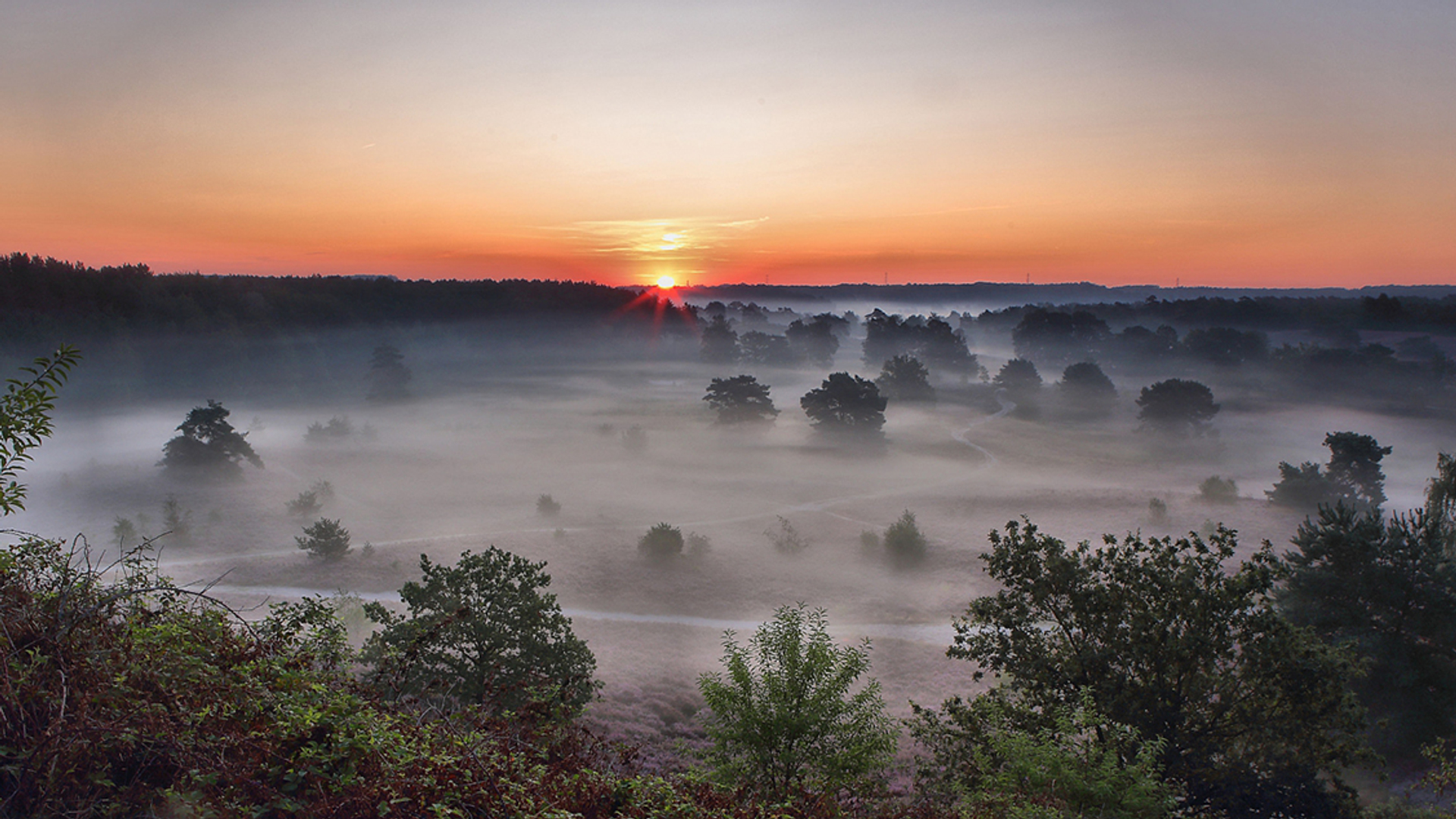 brunsummerheide