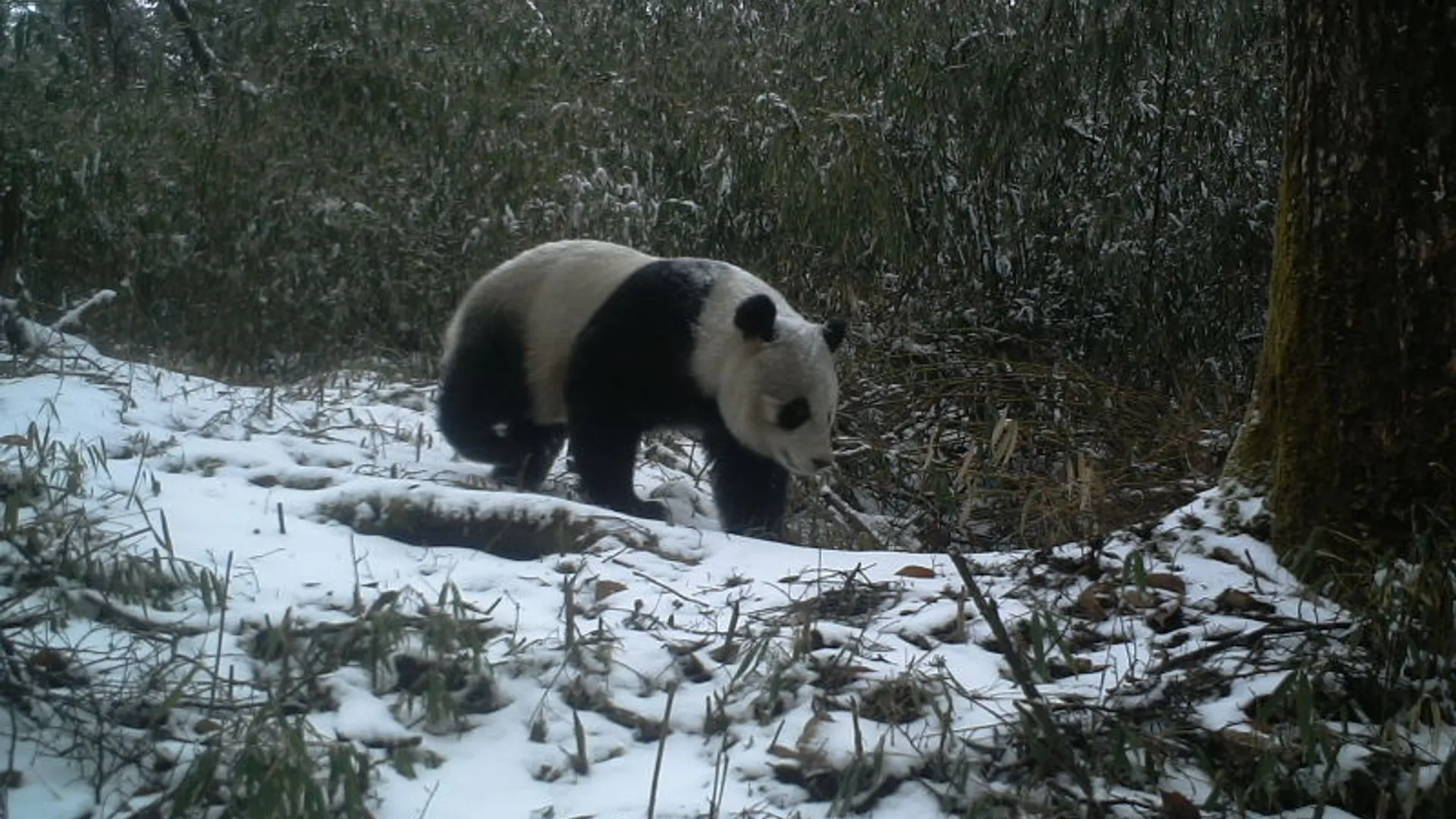 WWF_China_Reuzenpanda.jpg