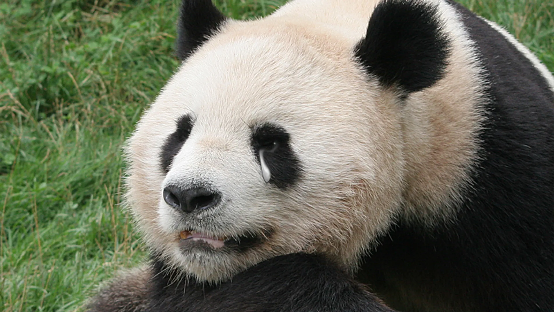 panda_huilt.jpg