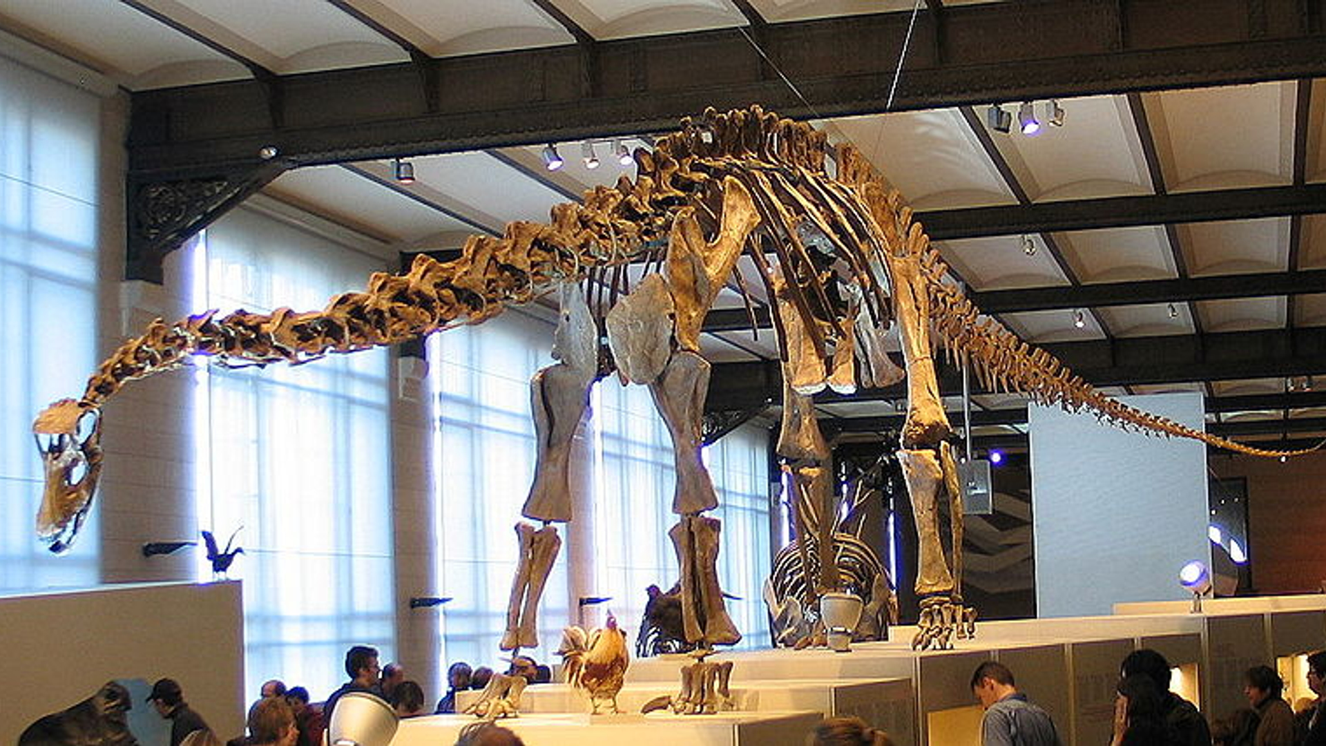 diplodocus.jpg