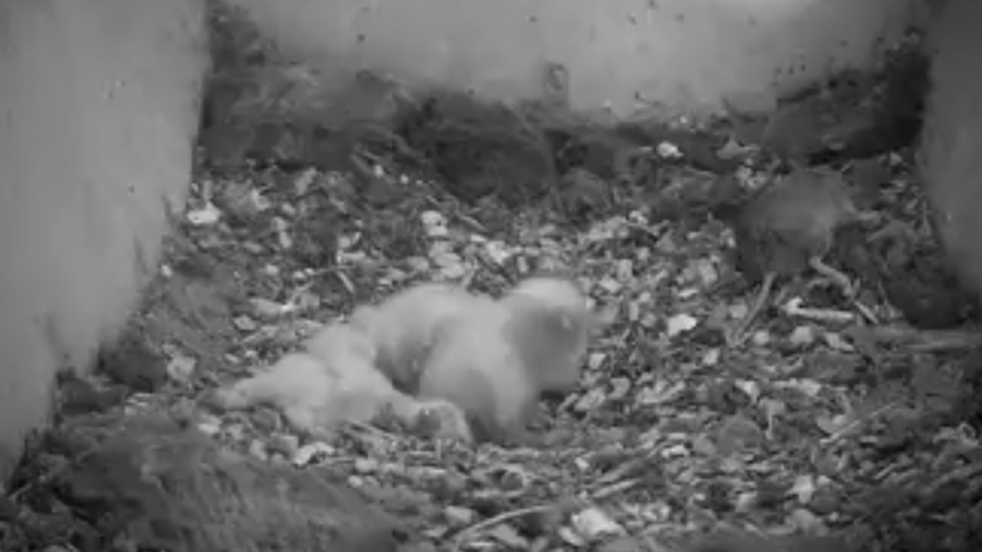 still beleef de lente kuikens