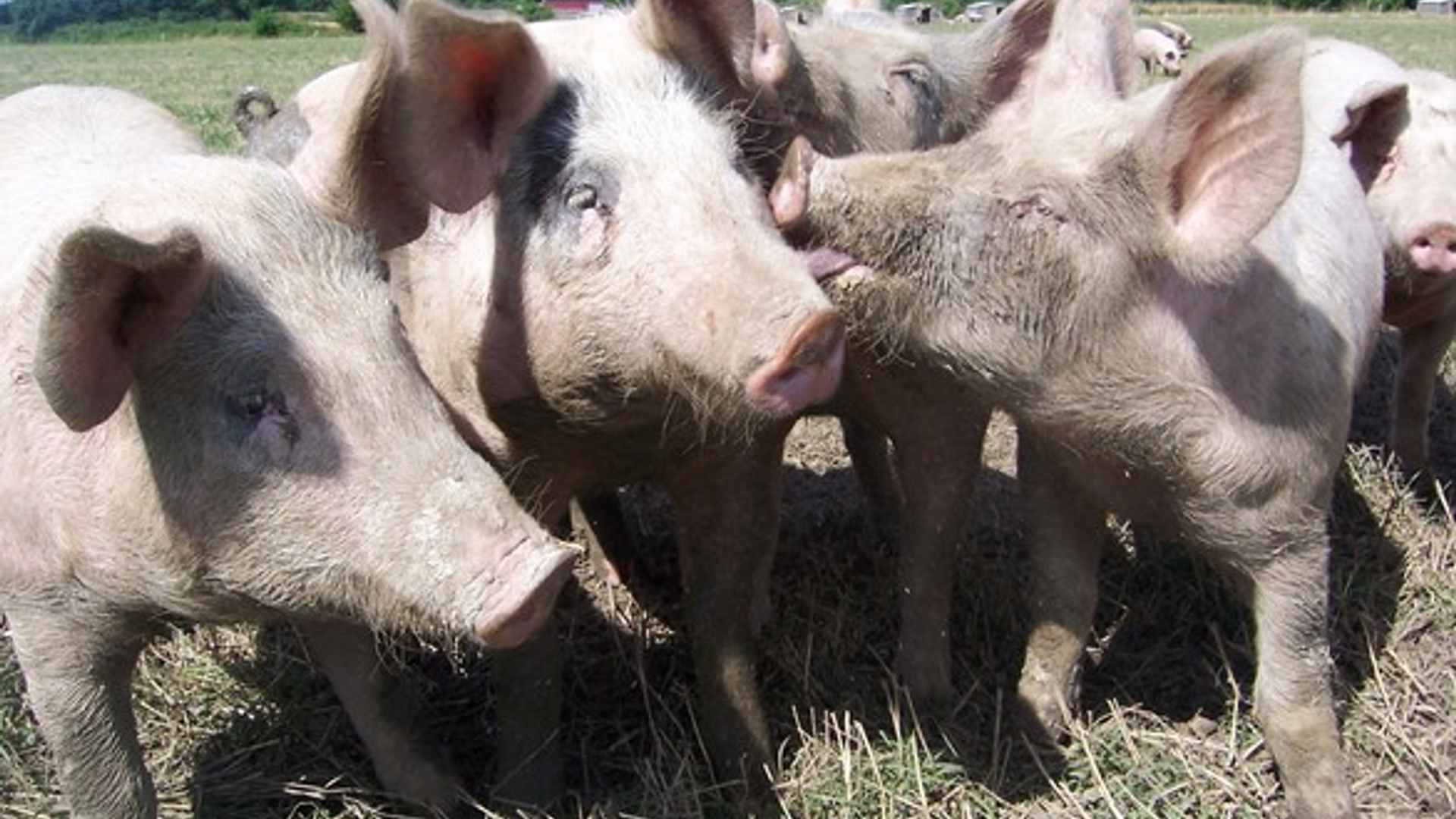 pigs-1560637.jpg